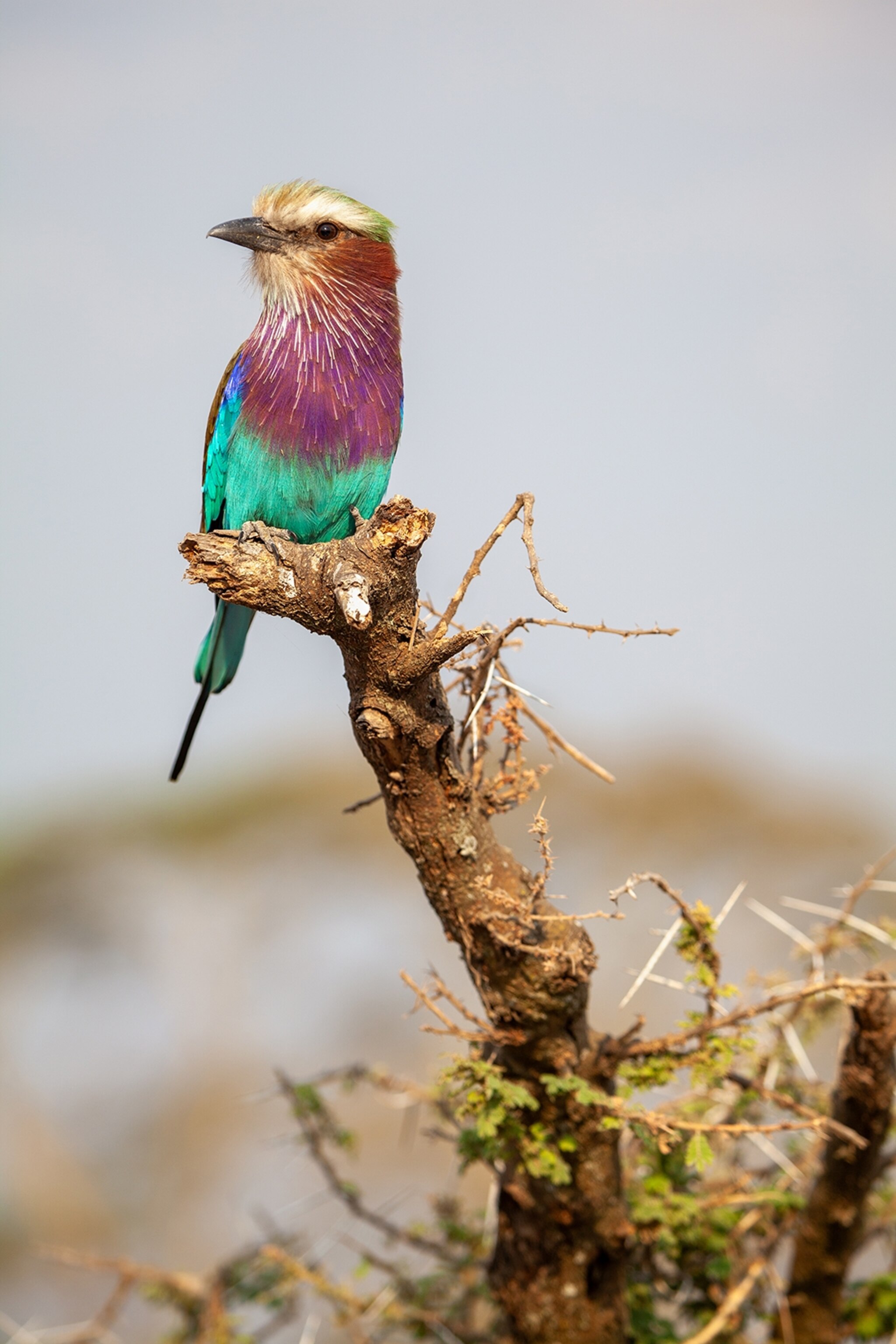 A colourful bird perched on the tip of a branch.