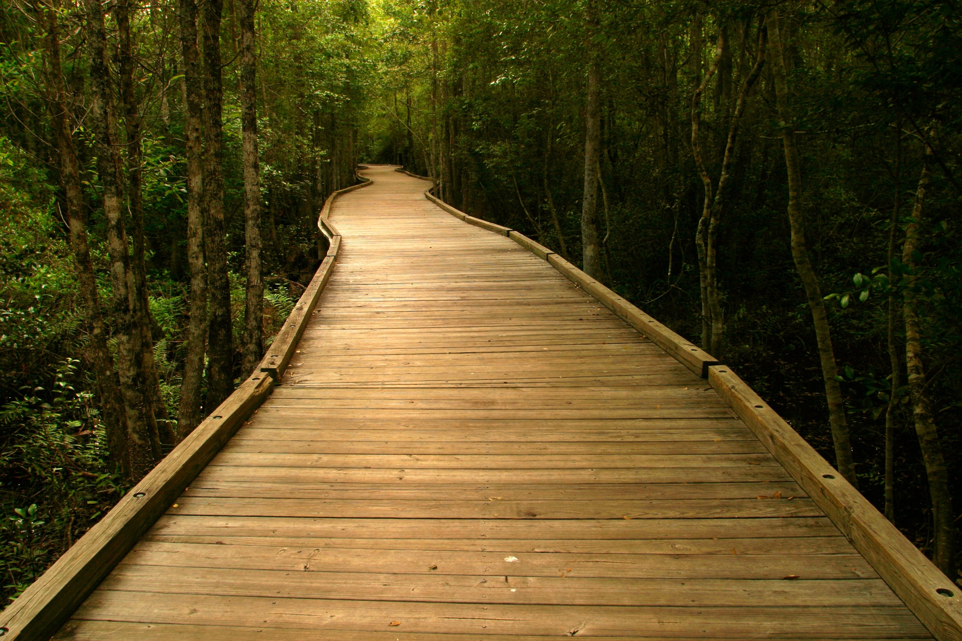 a boardwalk in the Okefenokee Swamp in Stephen C. Foster State Park, Georgia