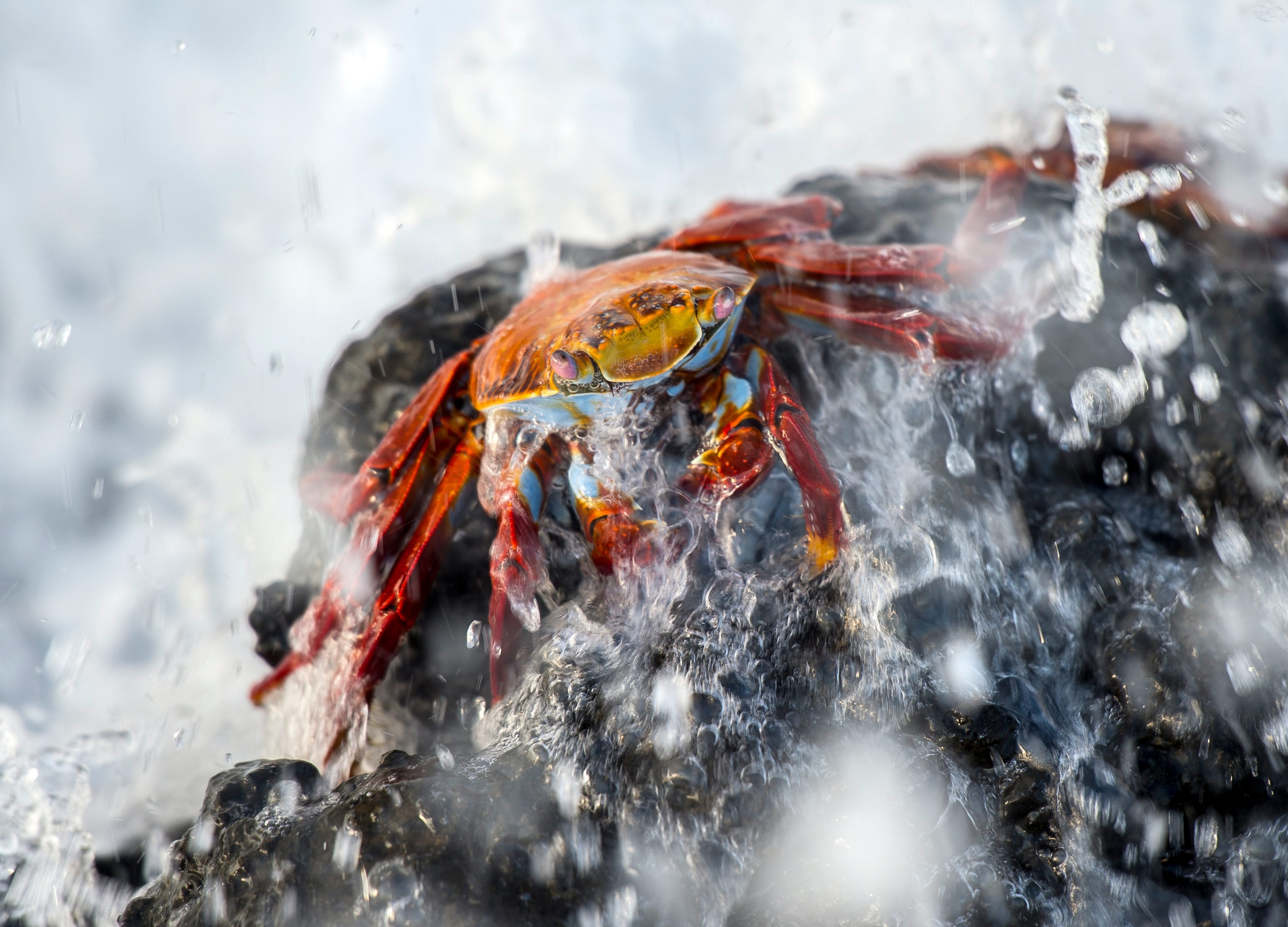 a sally lightfoot crab in the Galapagos