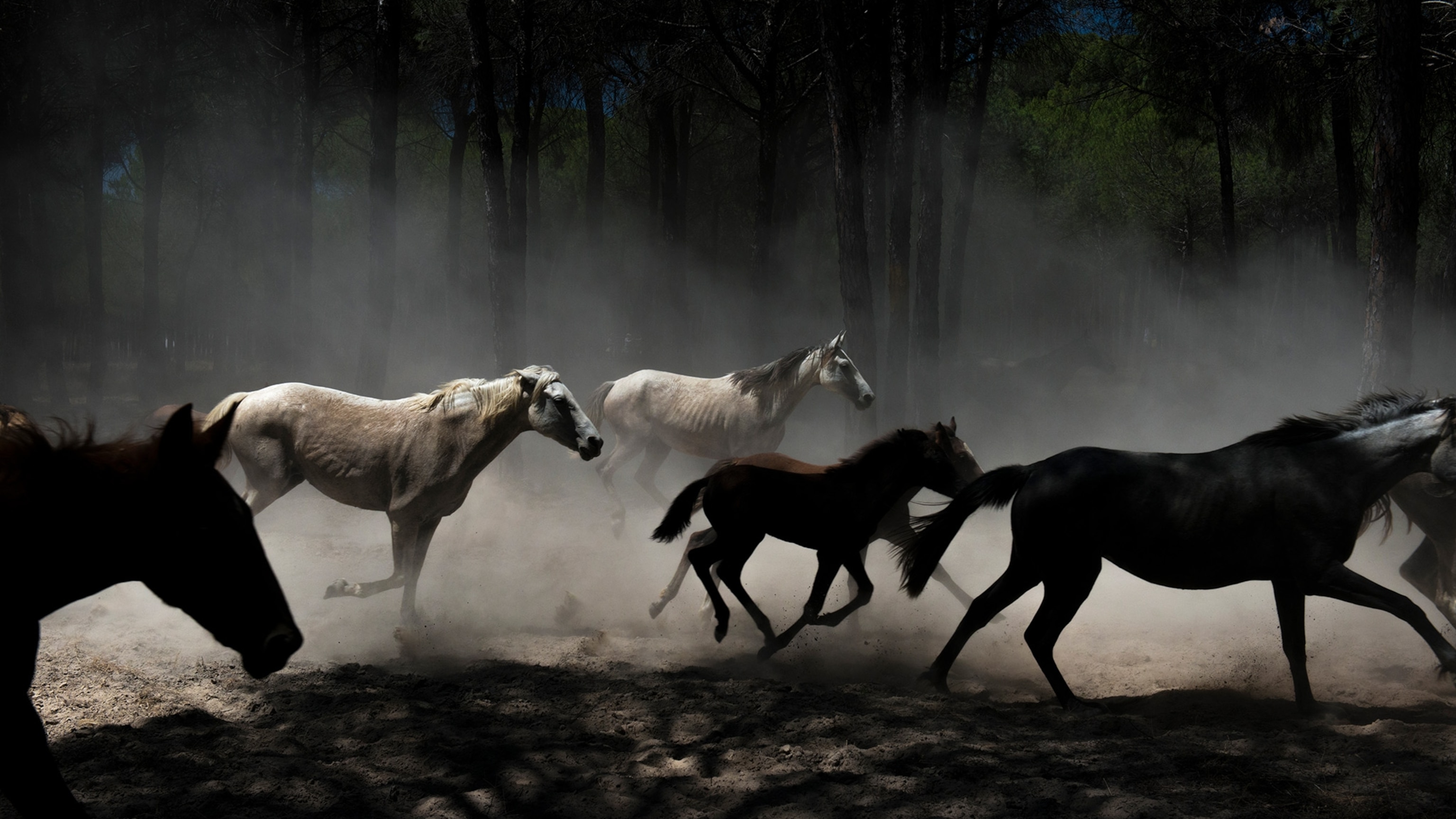 What makes an animal 'feral’?