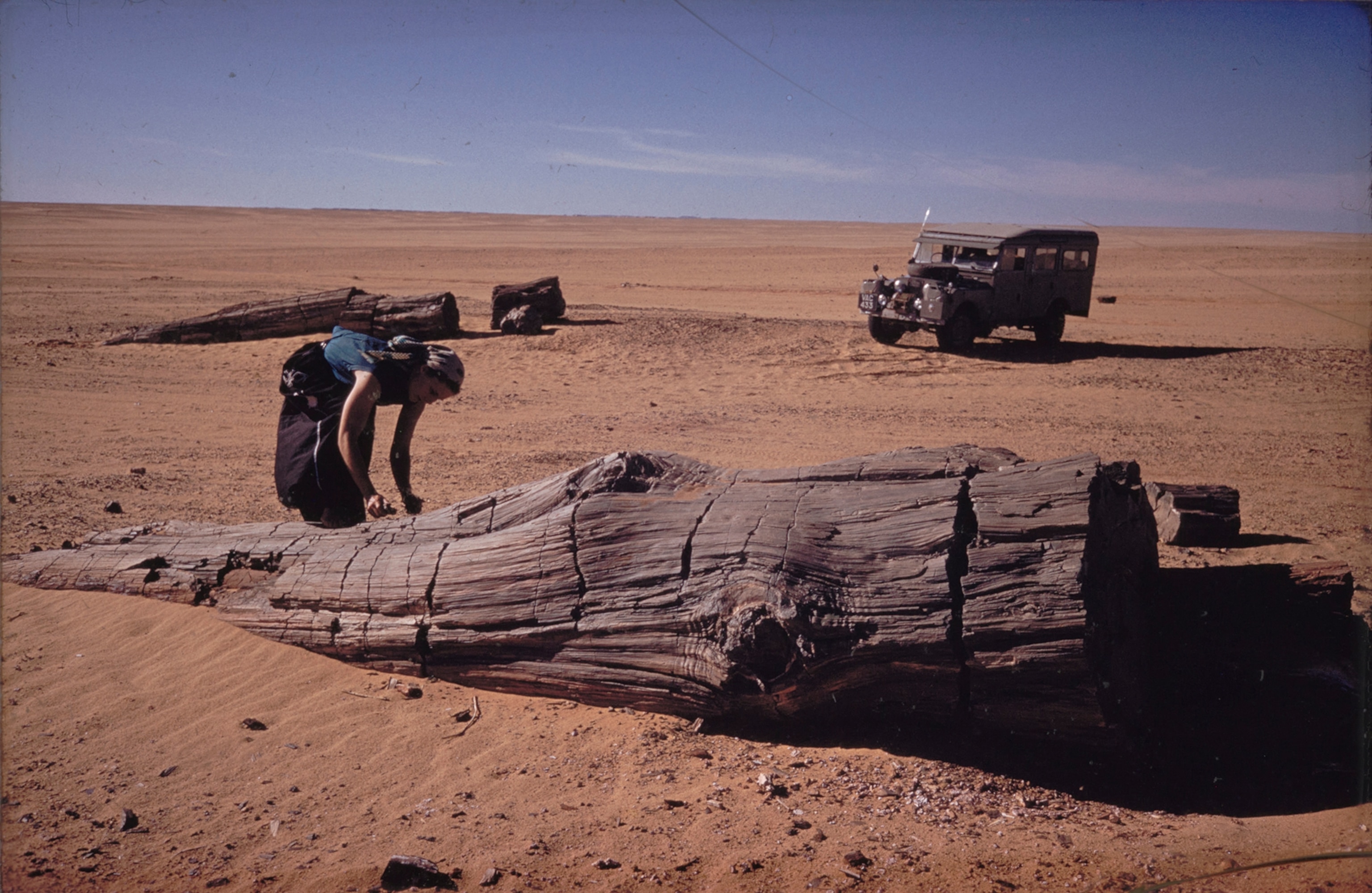 A person bends over to inspect a petrified tree trunk in the desert