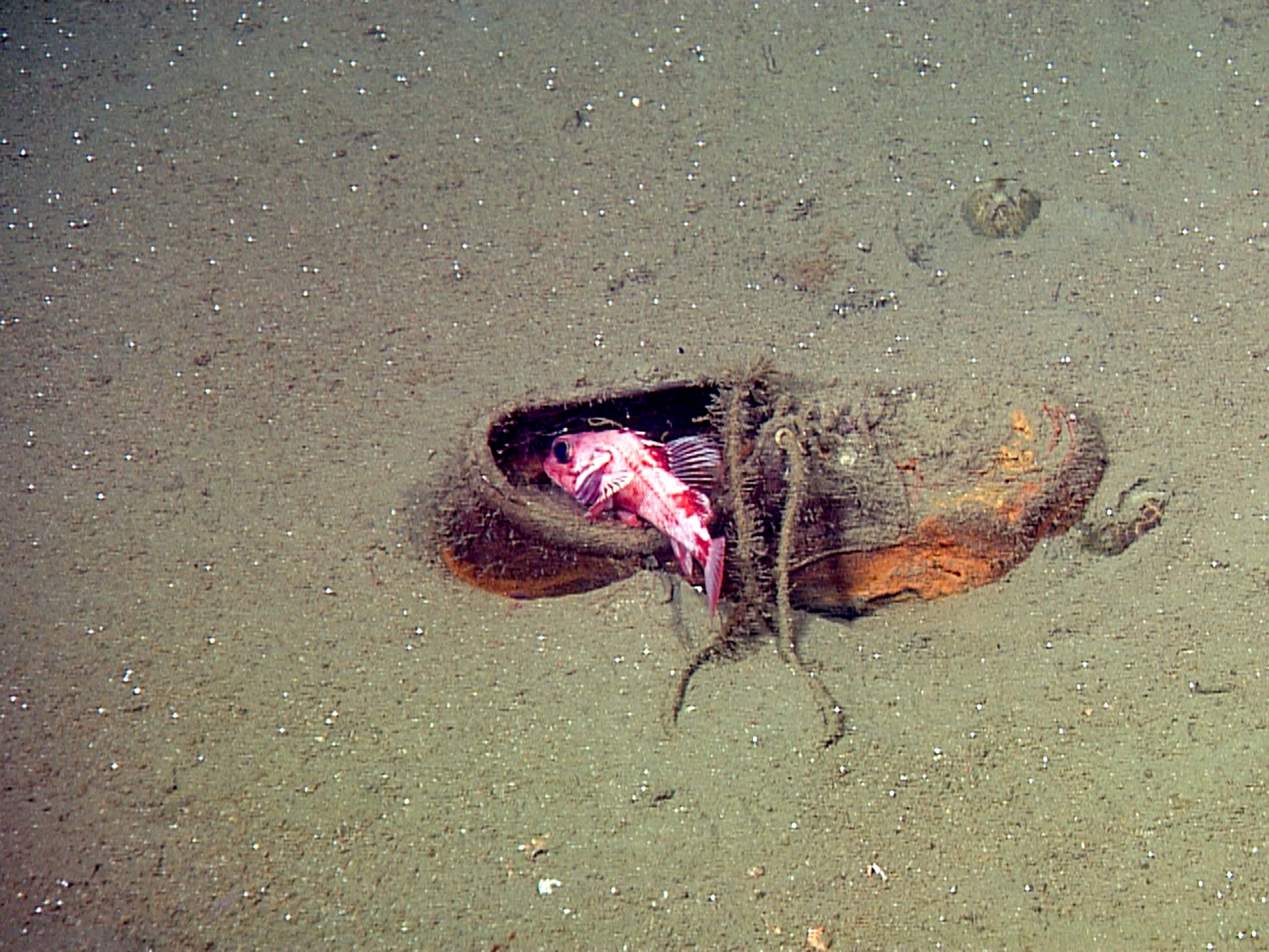 a rockfish in a shoe in San Gabriel Cayon