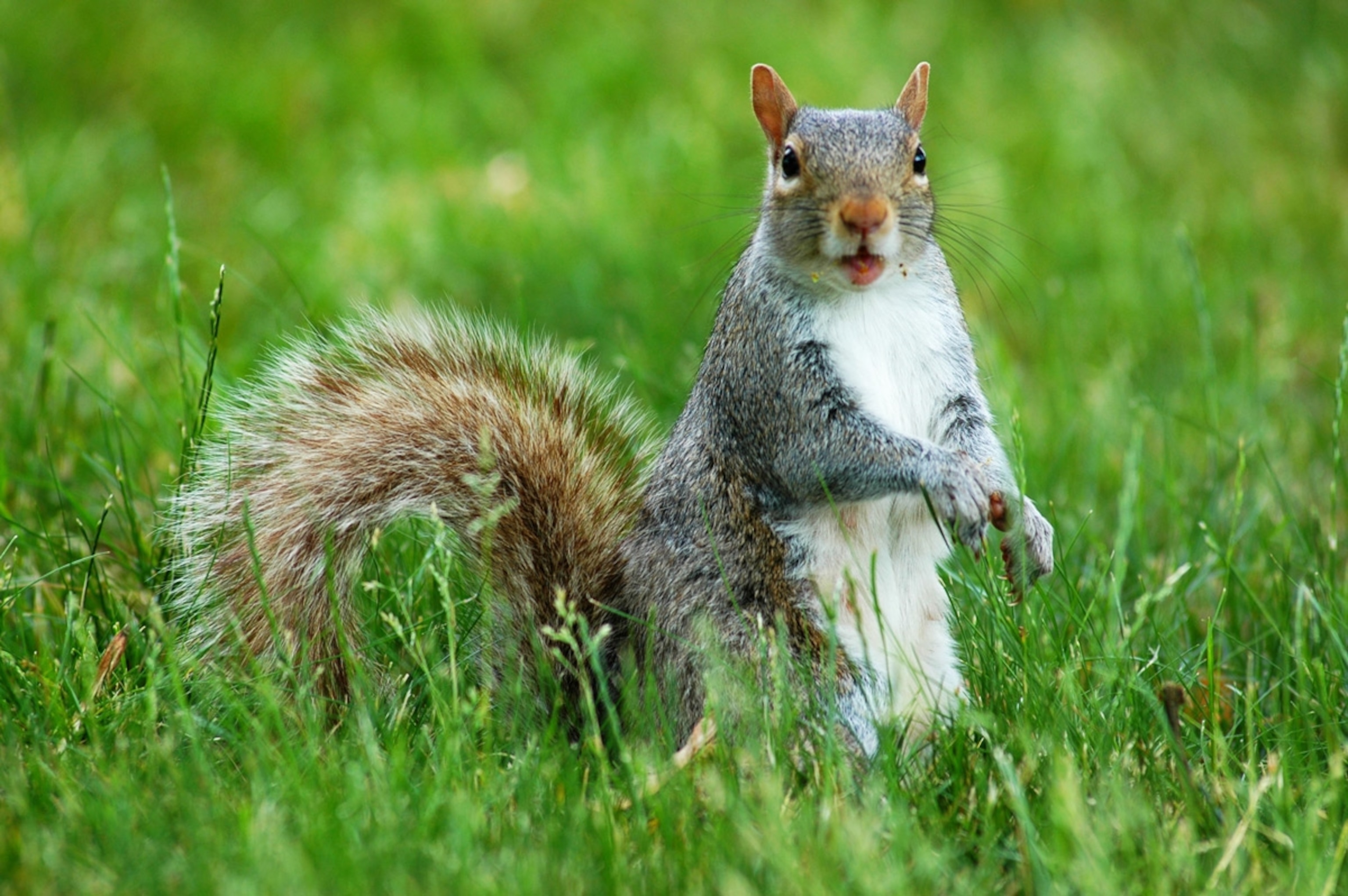 Gray squirrel with funny face.