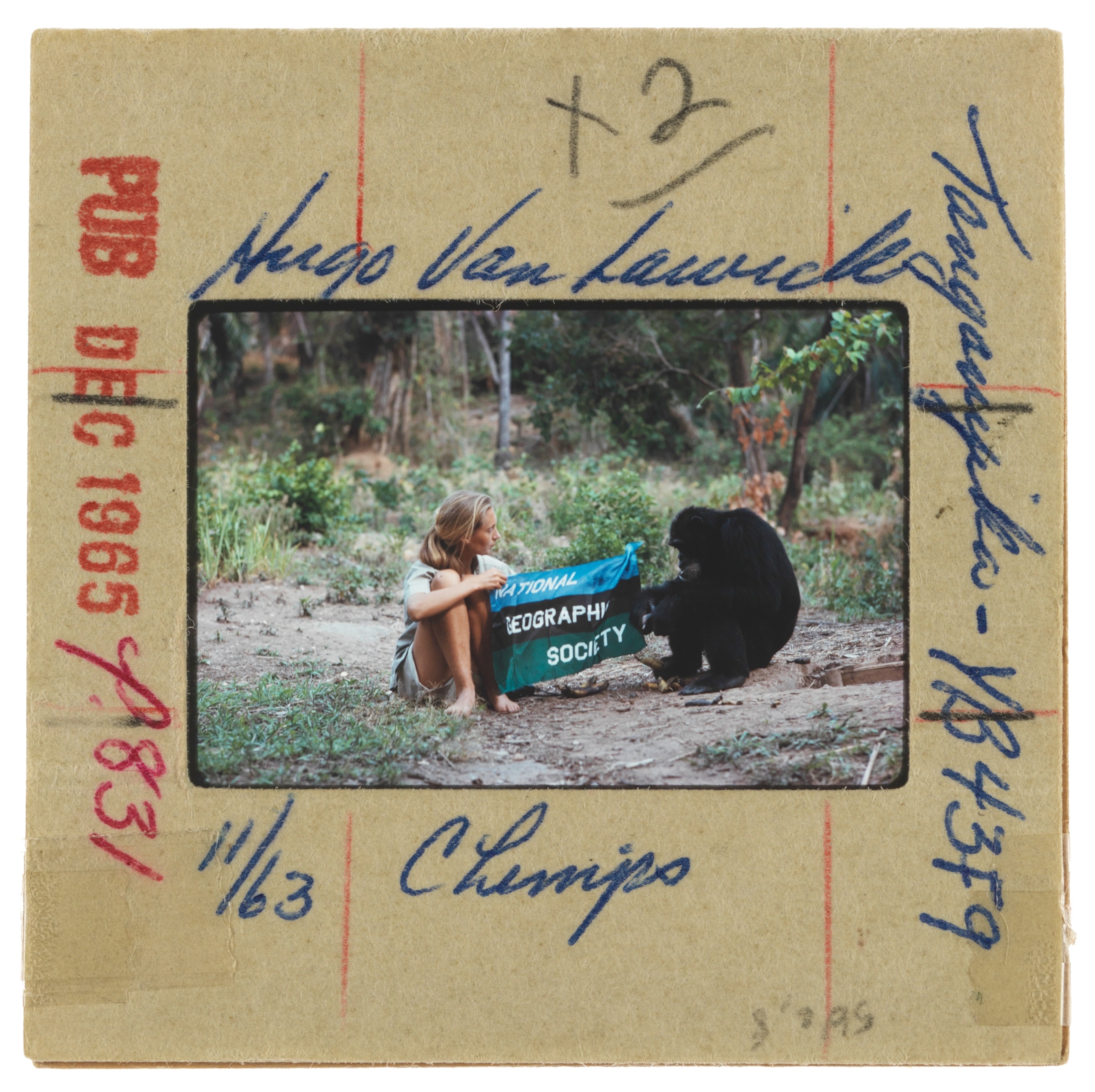Jane Goodall and chimpanzee hold up the National Geographic Society flag.