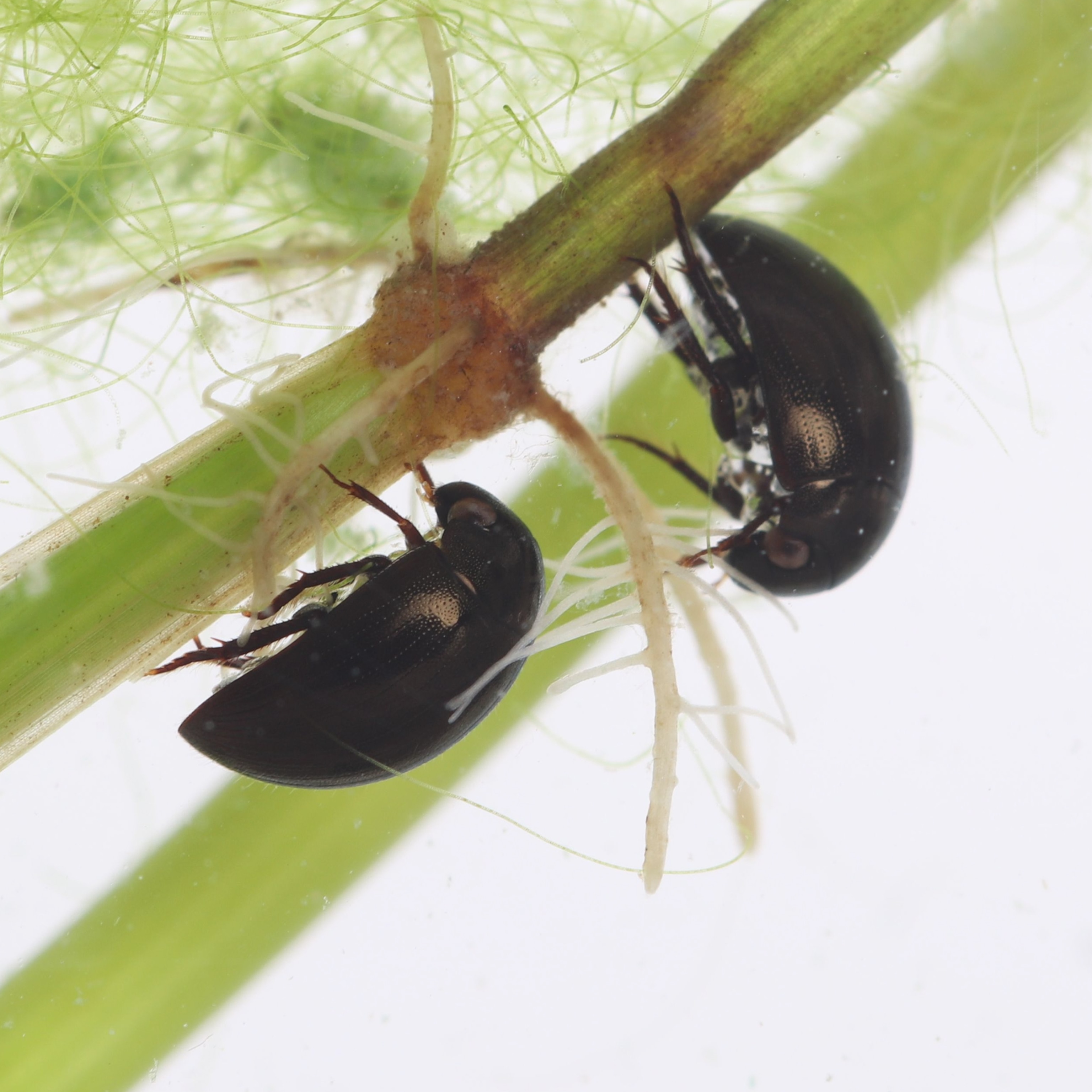 Two small black beetles clinging to a green plant stem under water, surrounded by delicate algae.