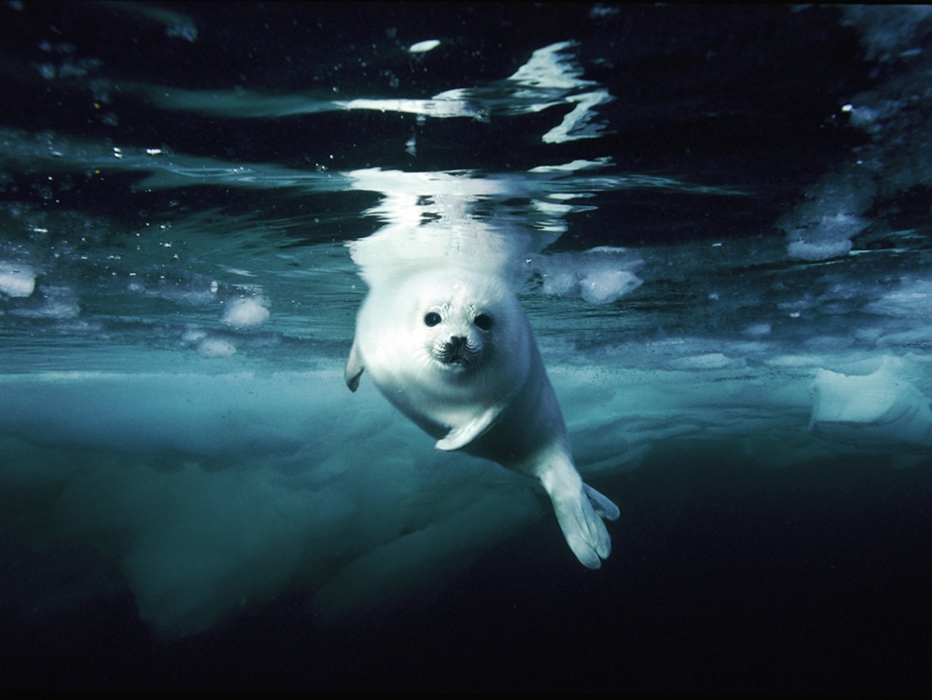 Juvenile harp seal swimming