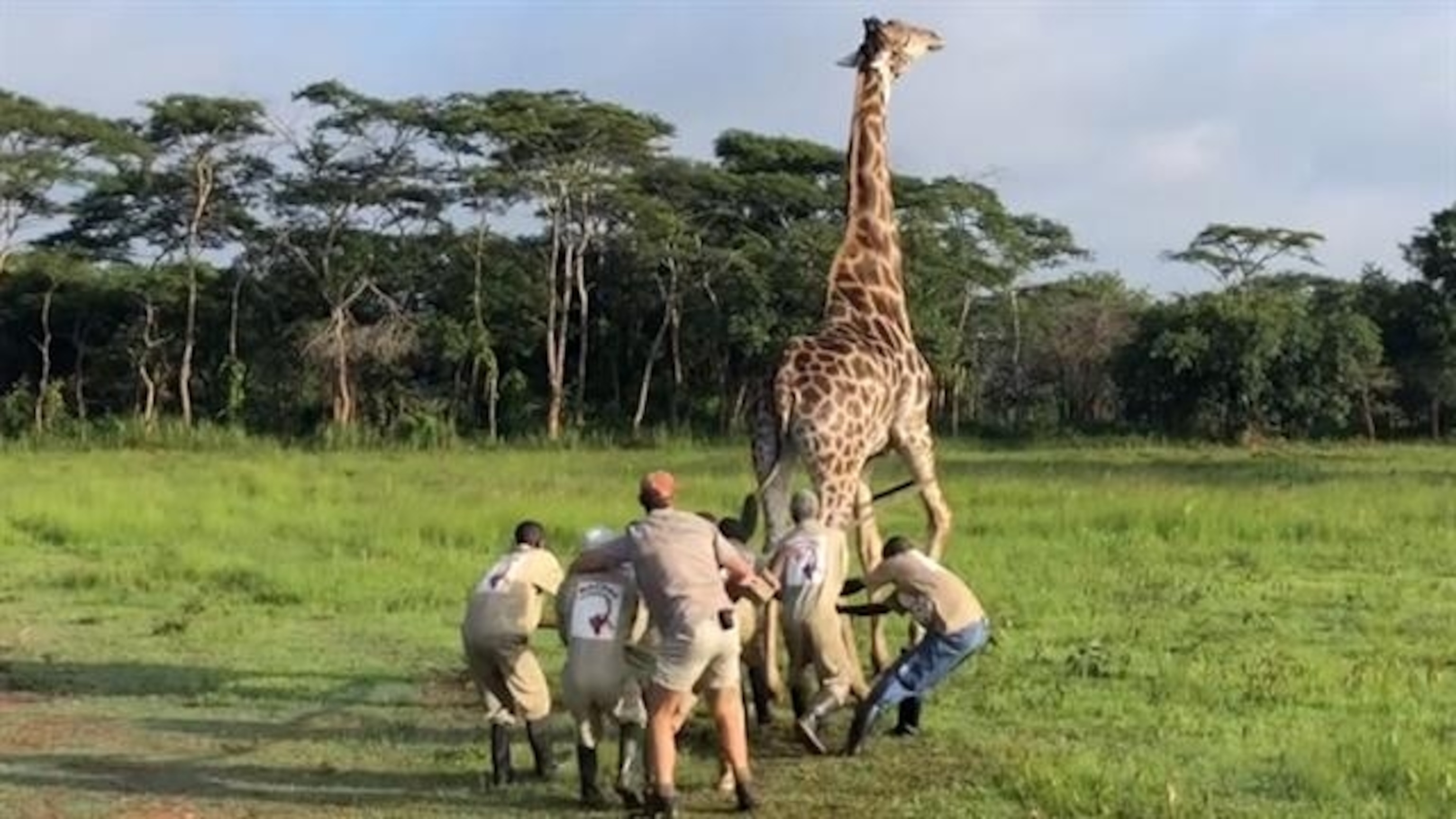 Watch a Giraffe Rescued in the Democratic Republic of the Congo | National  Geographic