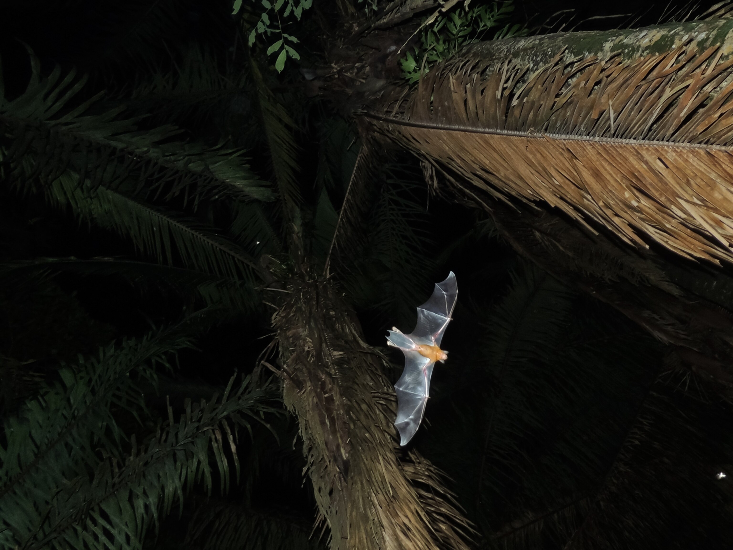 a bat flying at night, Colombia