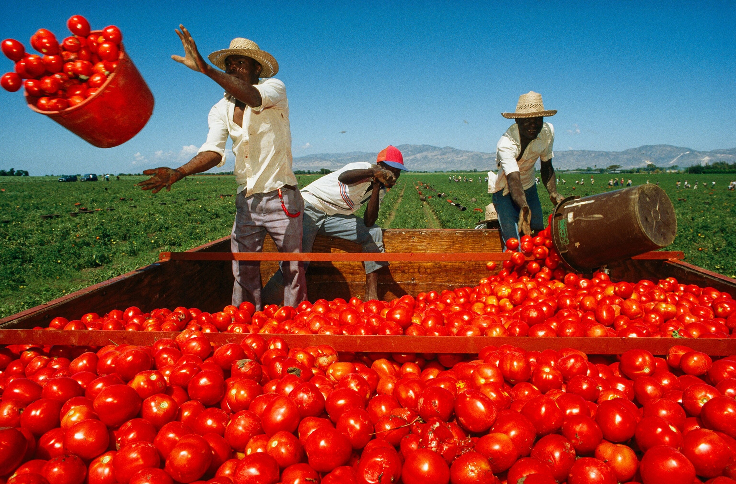 men harvesting tomatoes