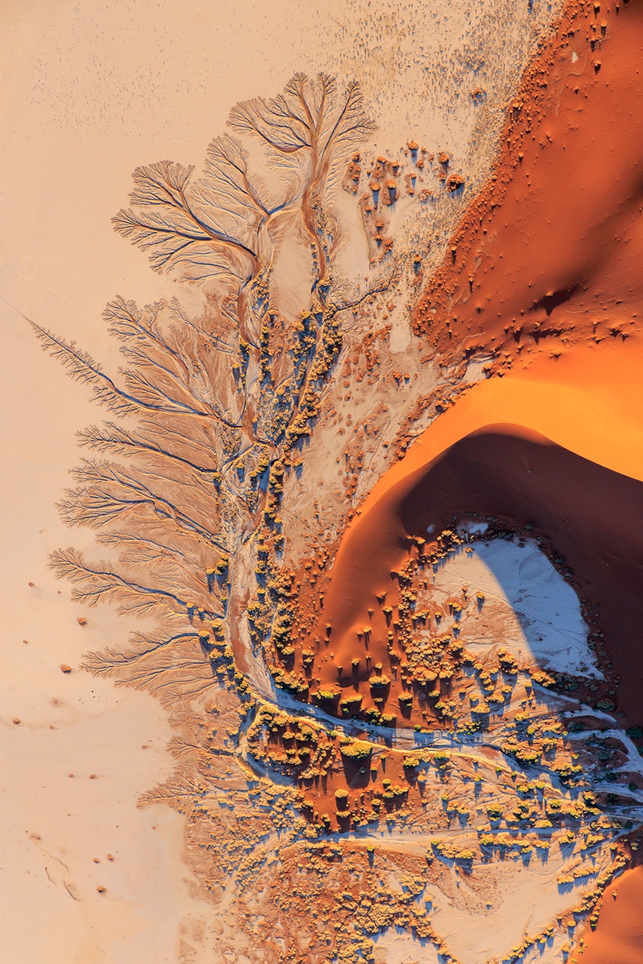 A landscape shot taken from the air of a desert river in Namibia looking like a cellular web under a microscope.