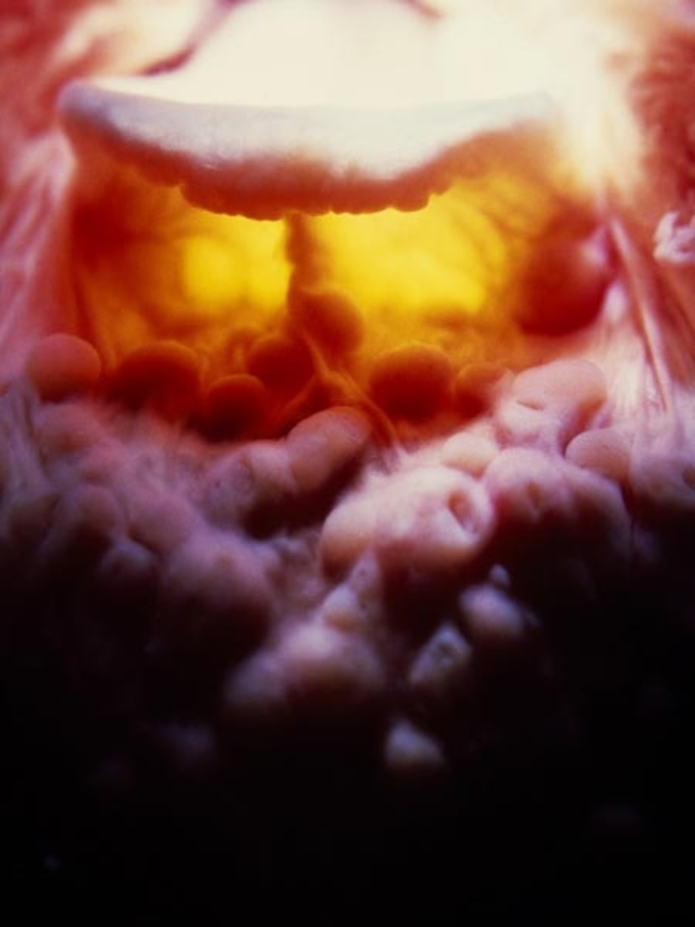 Digestive System Information and Facts | National Geographic