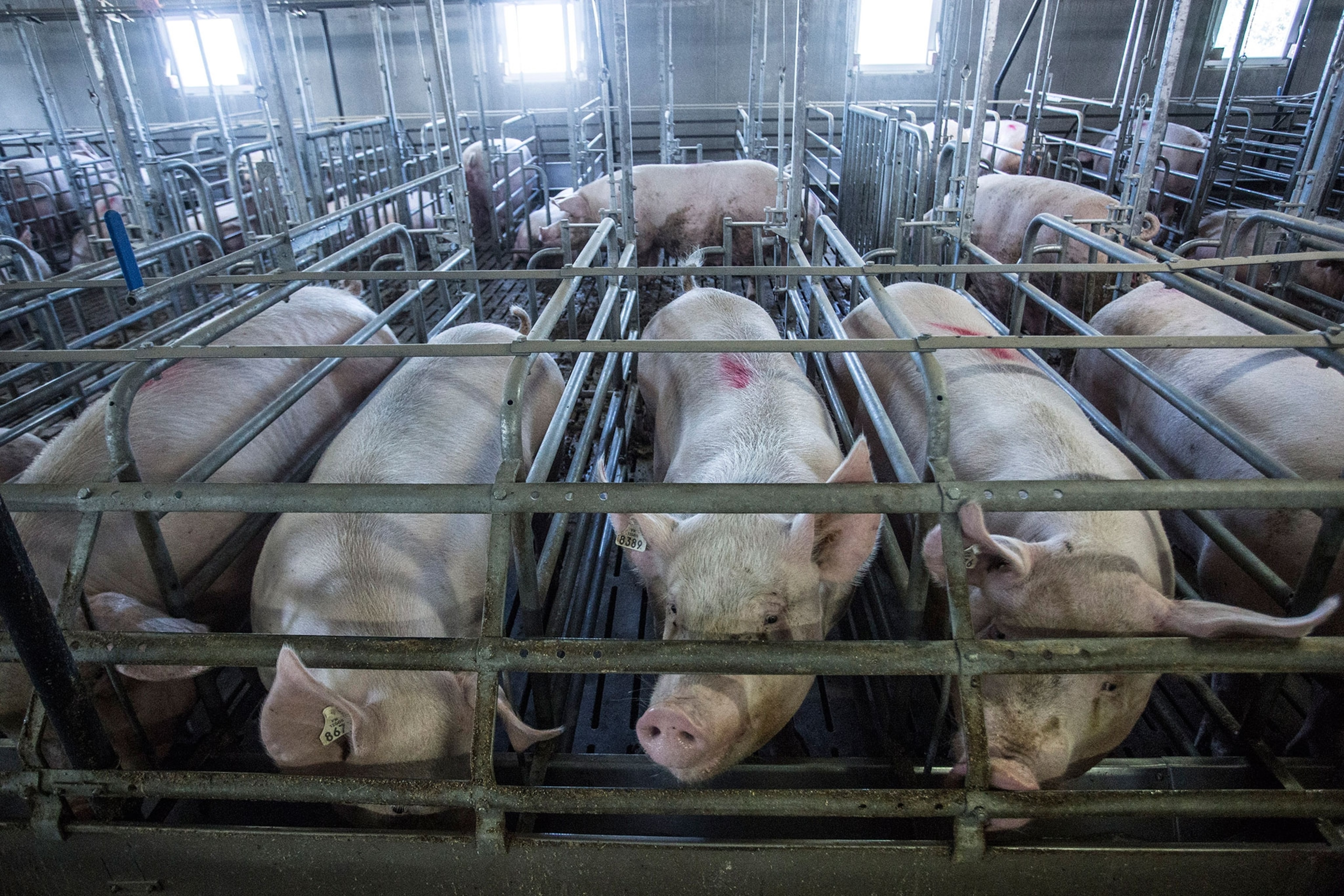 A new report suggests setting limits on amounts, not types, of antibiotics for food animals. For more, see our related post in the Phenomena blog Photograph by PHOTOGRAPH BY BALINT PORNECZI, BLOOMBERG, GETTY