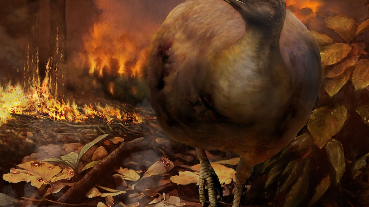 Why Did Birds Survive The Dinosaur Mass Extinction
