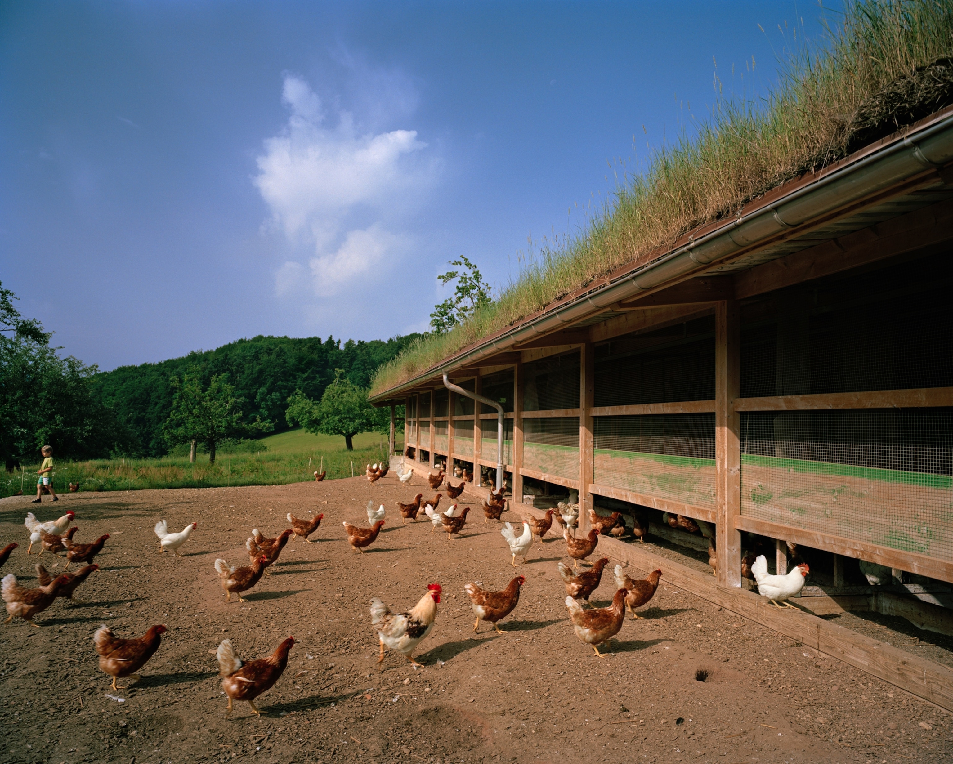 the green roof of a chicken shed in Rothenfluh, Switzerland