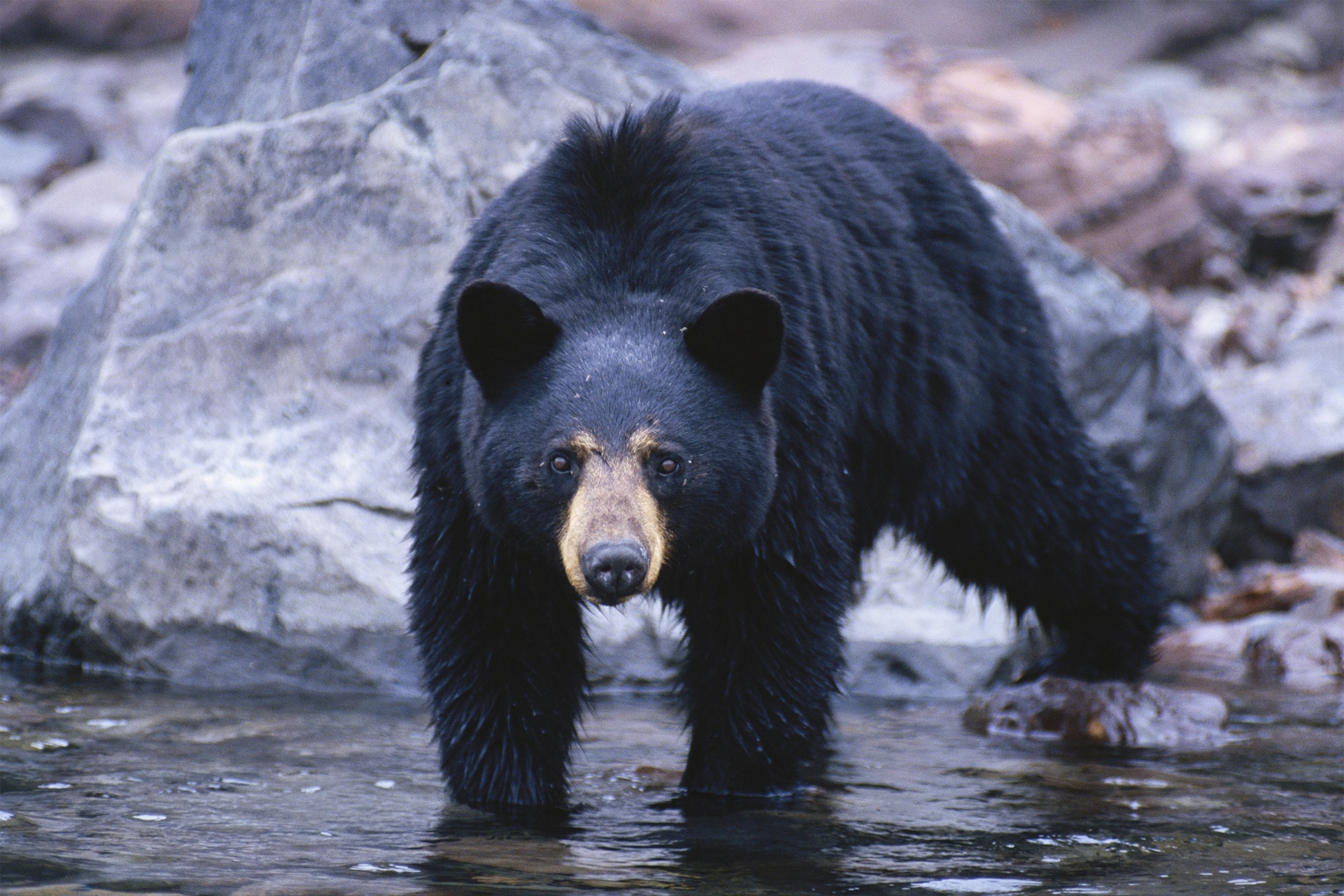 a black bear