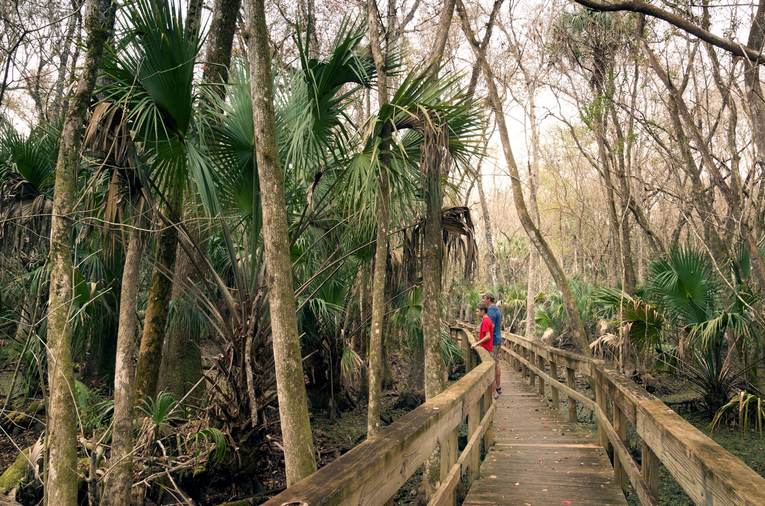 Two people on a bridge looking through trees.