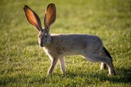 Images Of Animals With Big Ears Images Of Animals With Big Ears