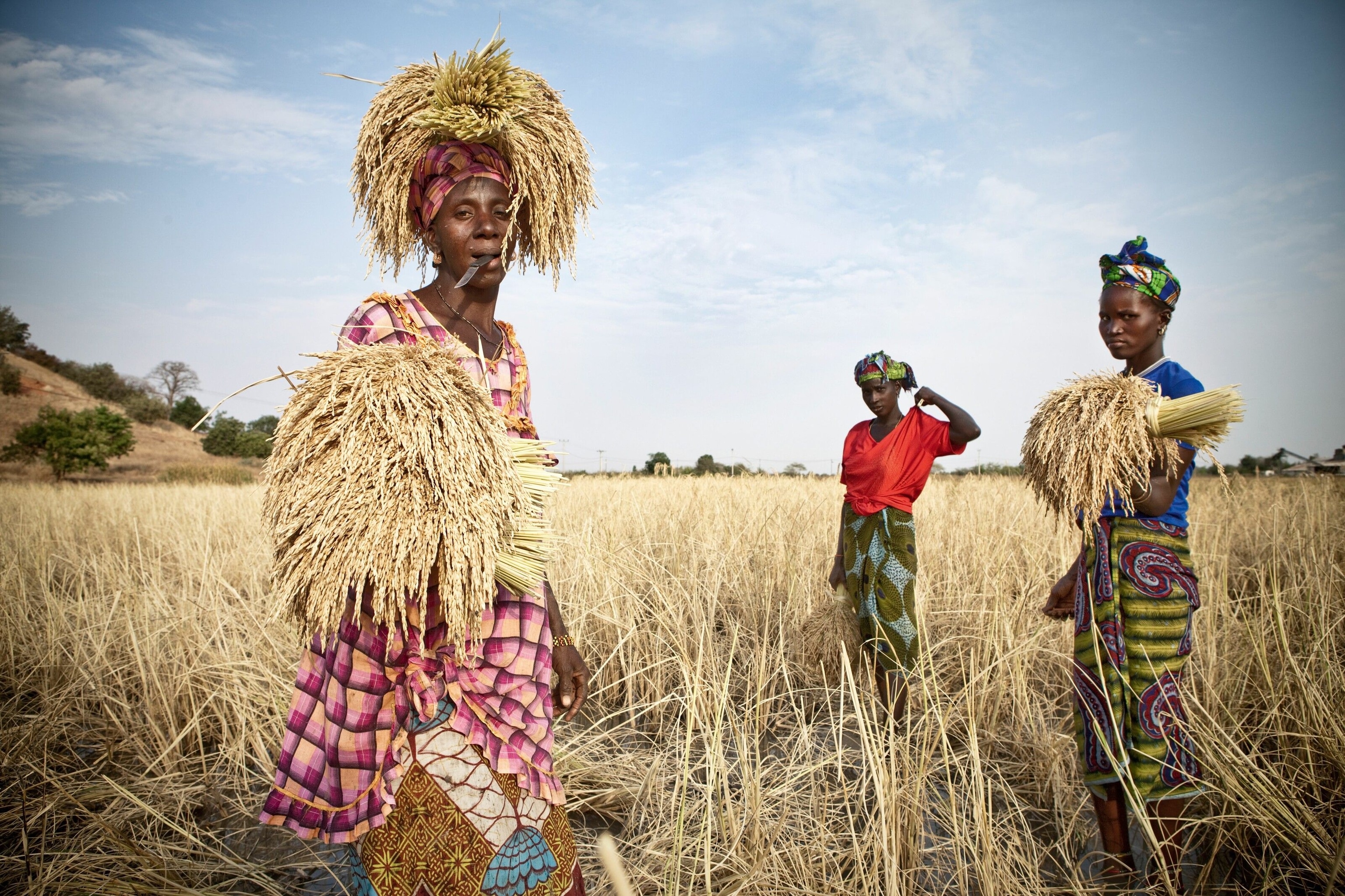 Meanwhile, women sheaf fans of dried rice, singing in unison as they work.