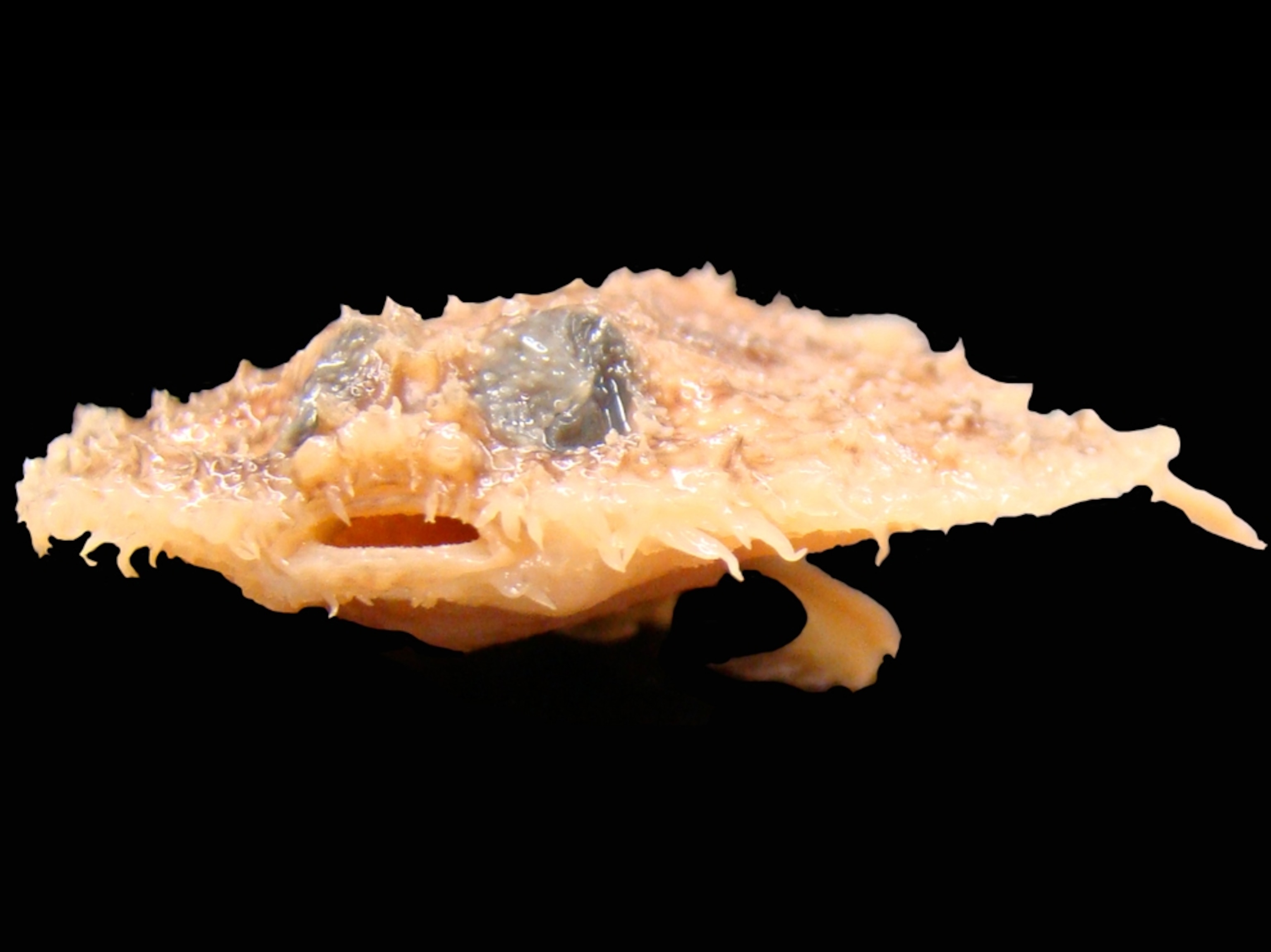 a pancake batfish, Halieutichthys intermedius