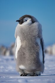 Baby Emperor Penguins