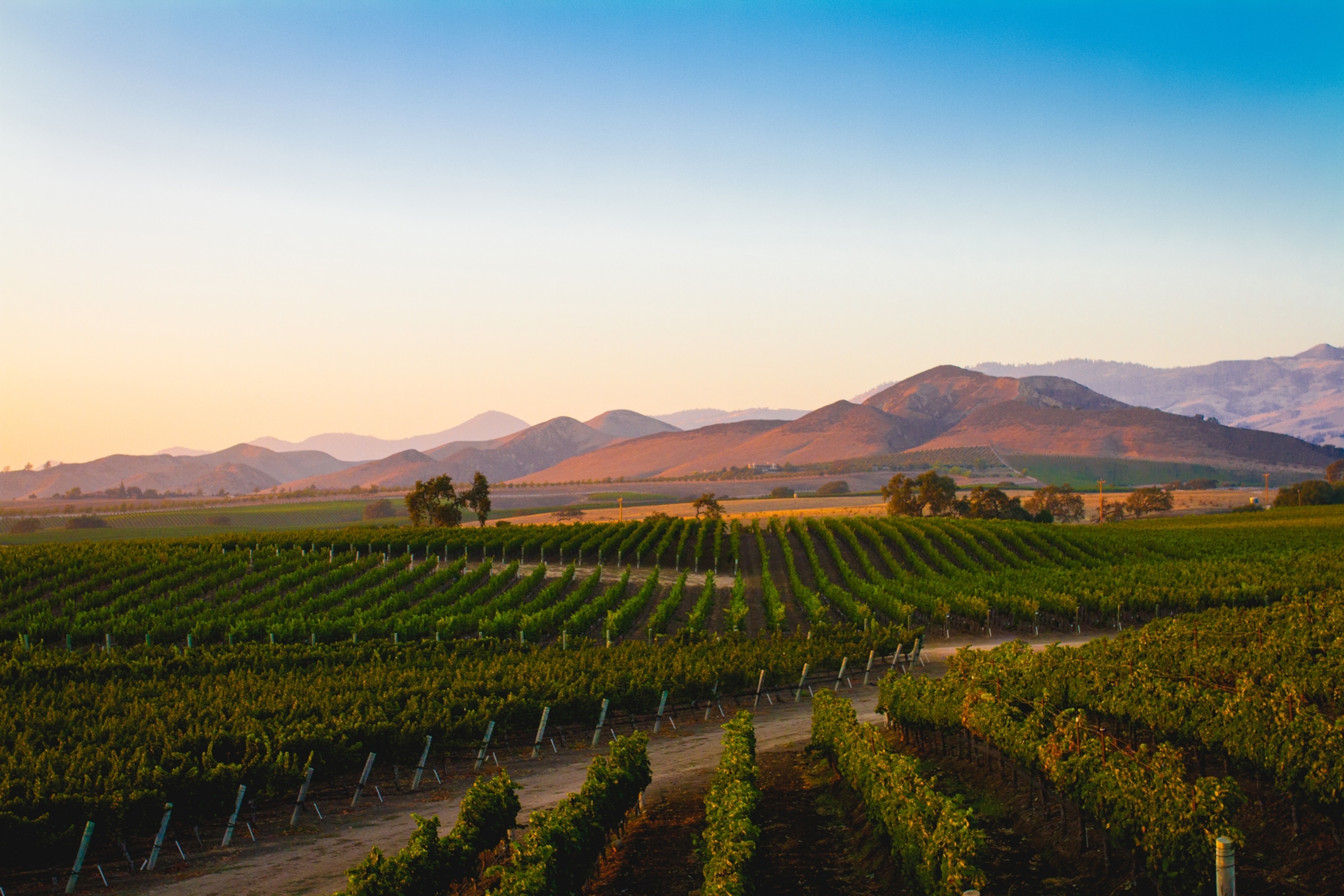 sunset in a valley full of grape vineyards with hills in the background