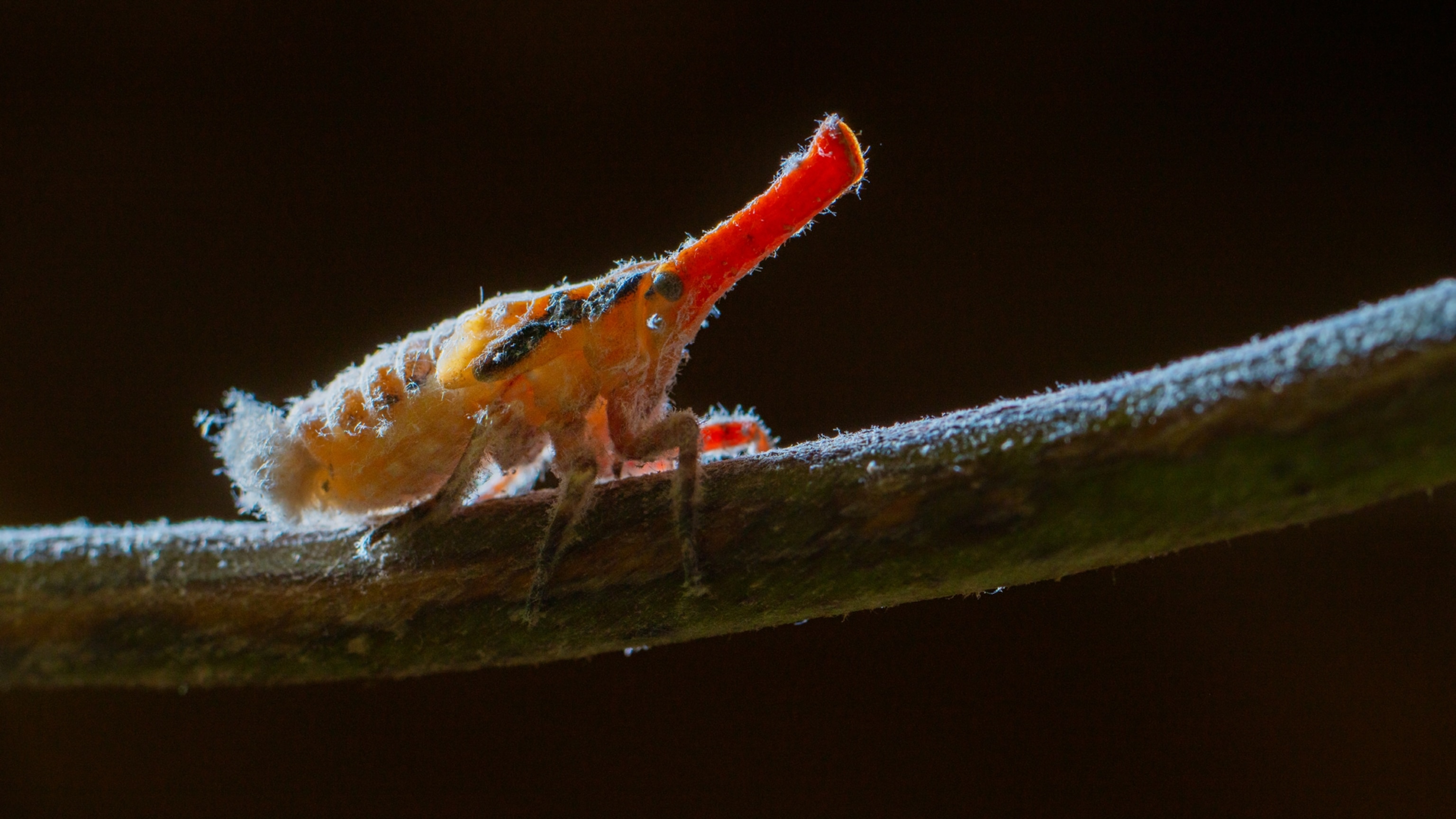 How eating 'bacon bugs' helps save lemurs - Vimarsana News