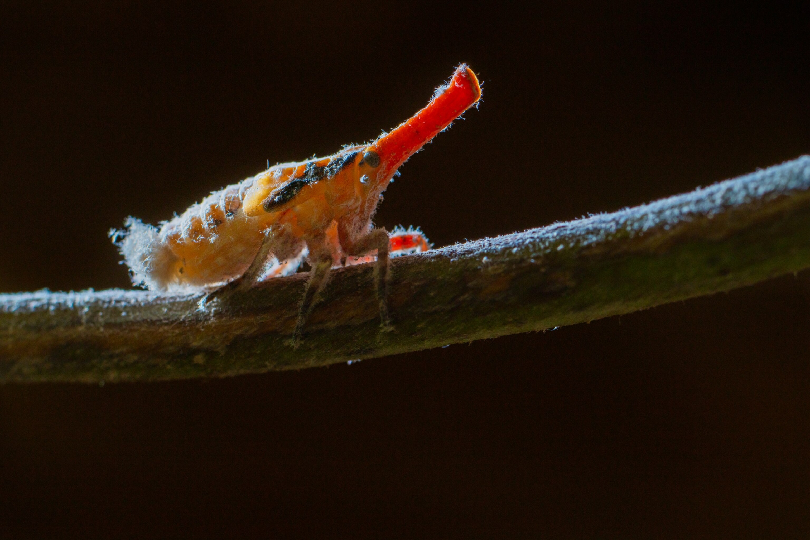 Conor Insect How eating ‘bacon bugs’ helps save lemurs