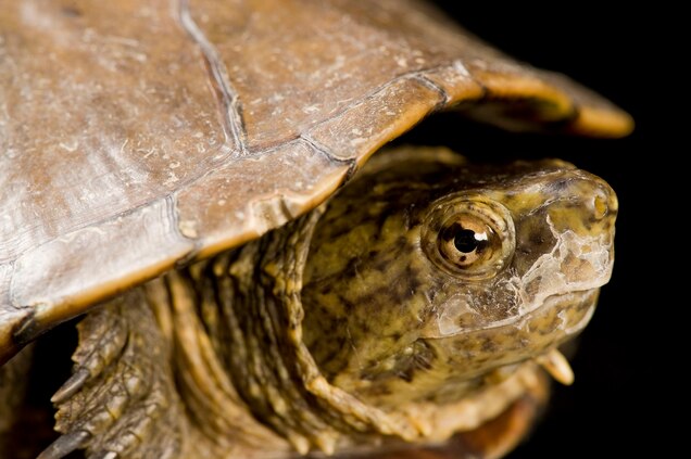 How To Tell A Turtle From A Tortoise How To Tell A Turtle From A Tortoise