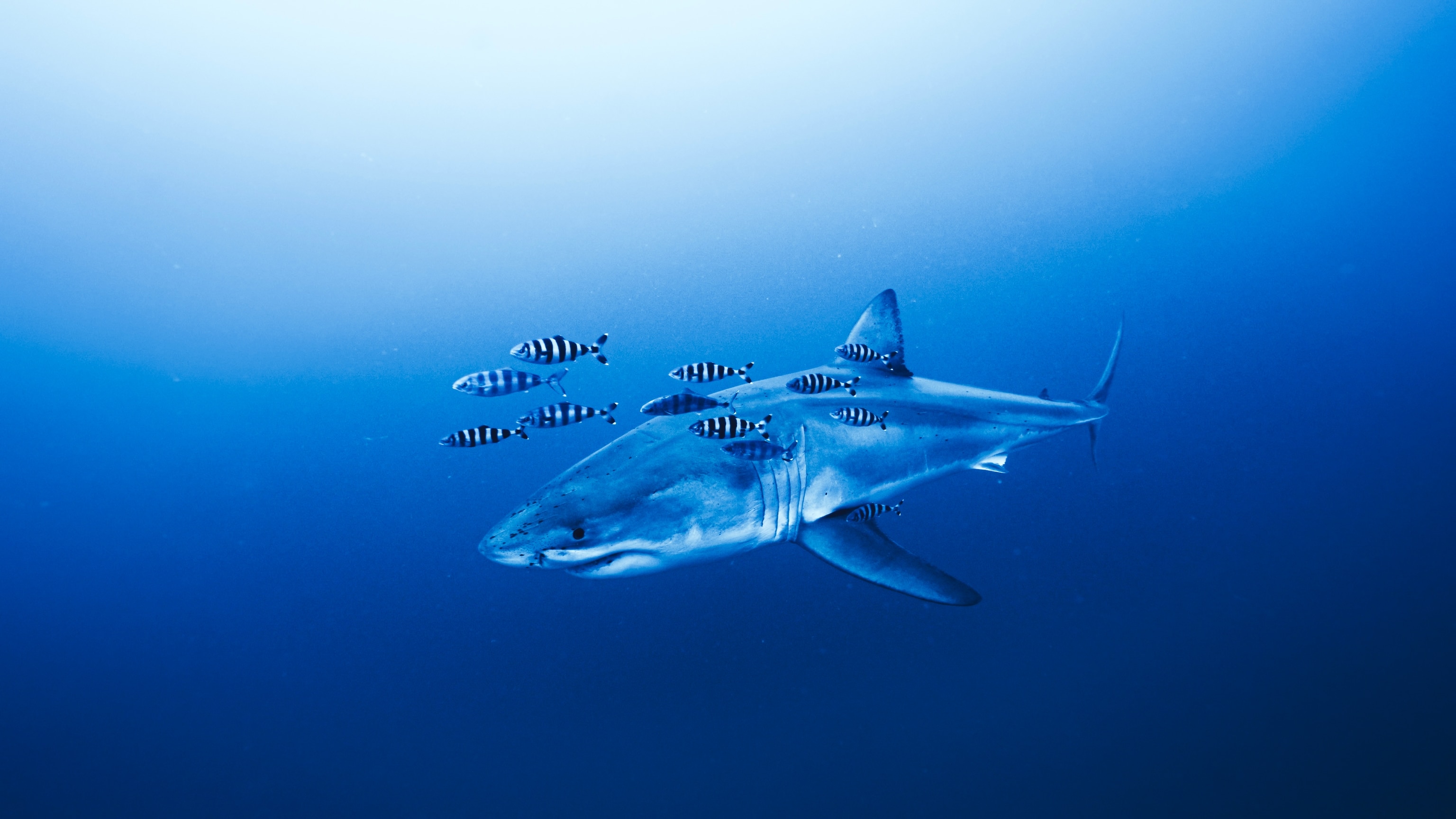 A great white shark swims through the Mediterranean Sea, as smaller fish swim around it.