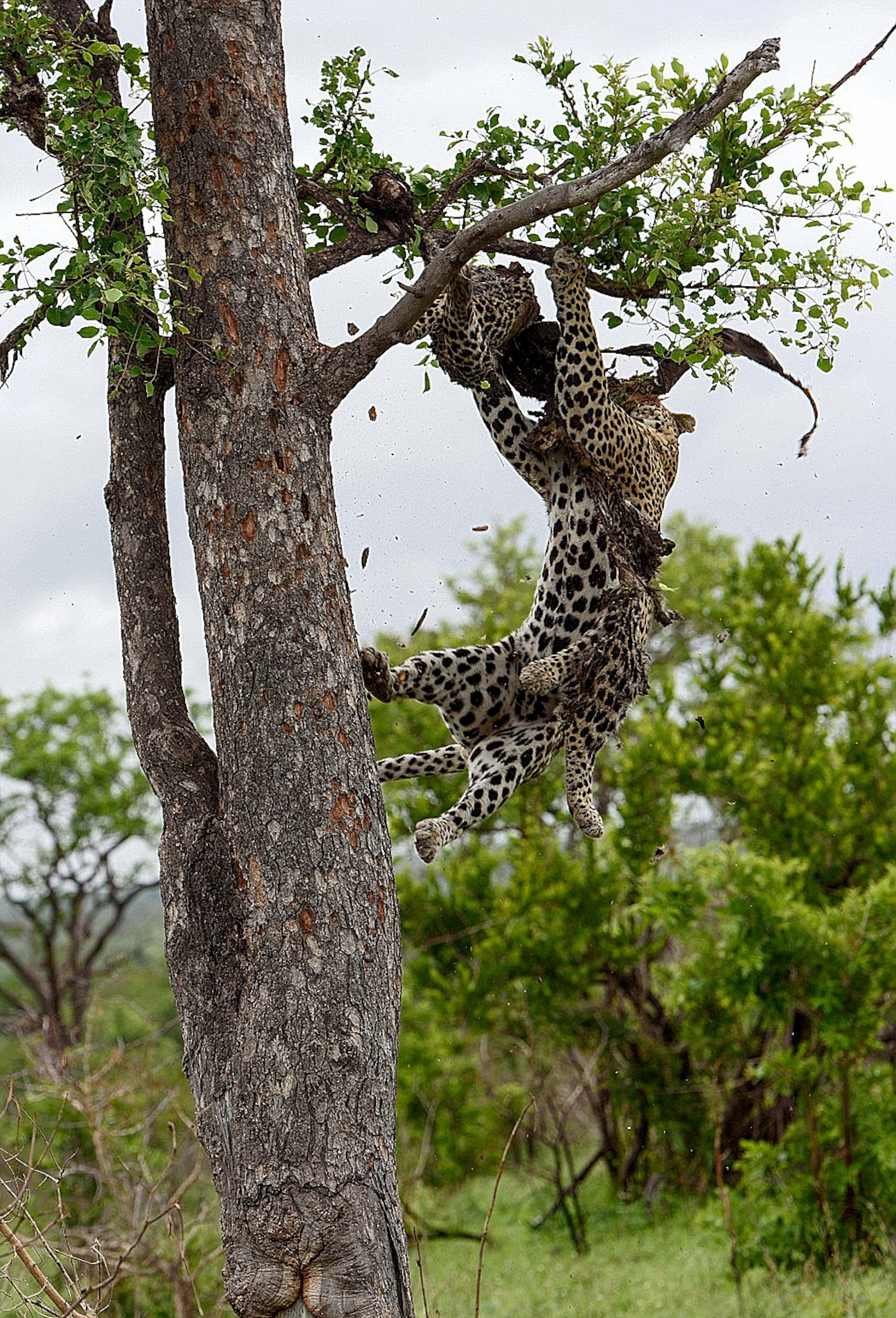 leopard pulling another leopard from a tree