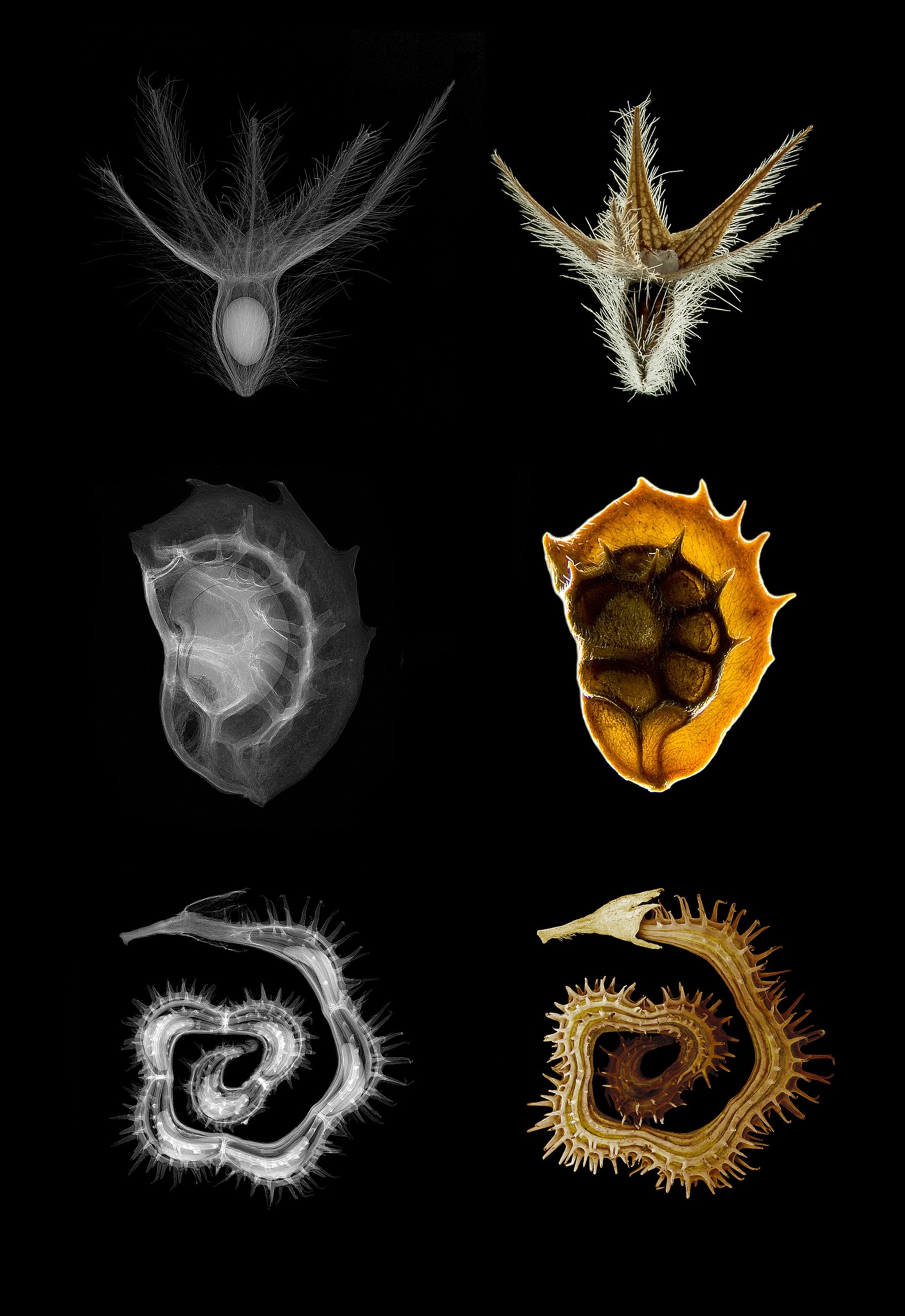 Microscopy and x-ray images of seeds