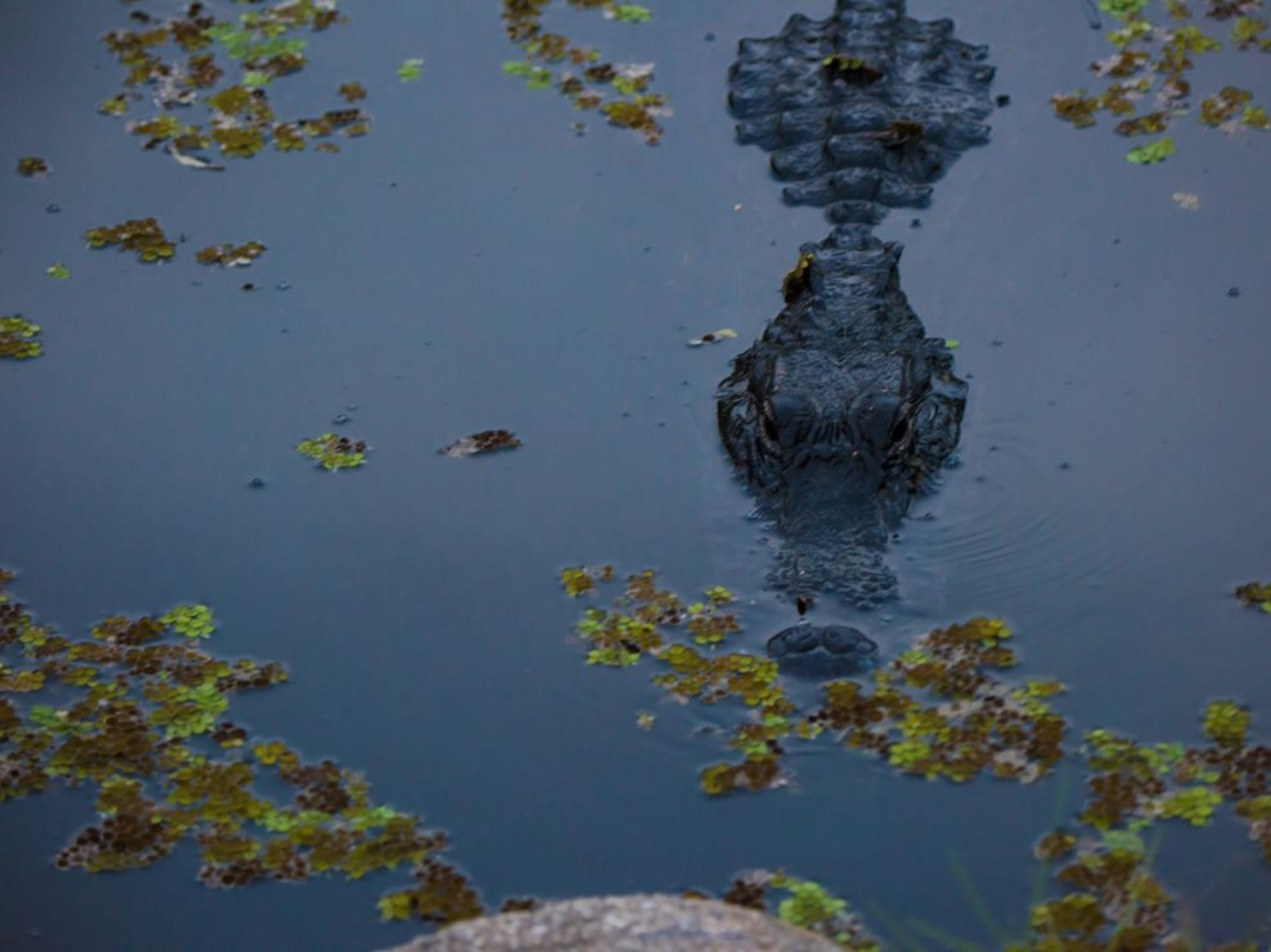 Alligator in the Everglades