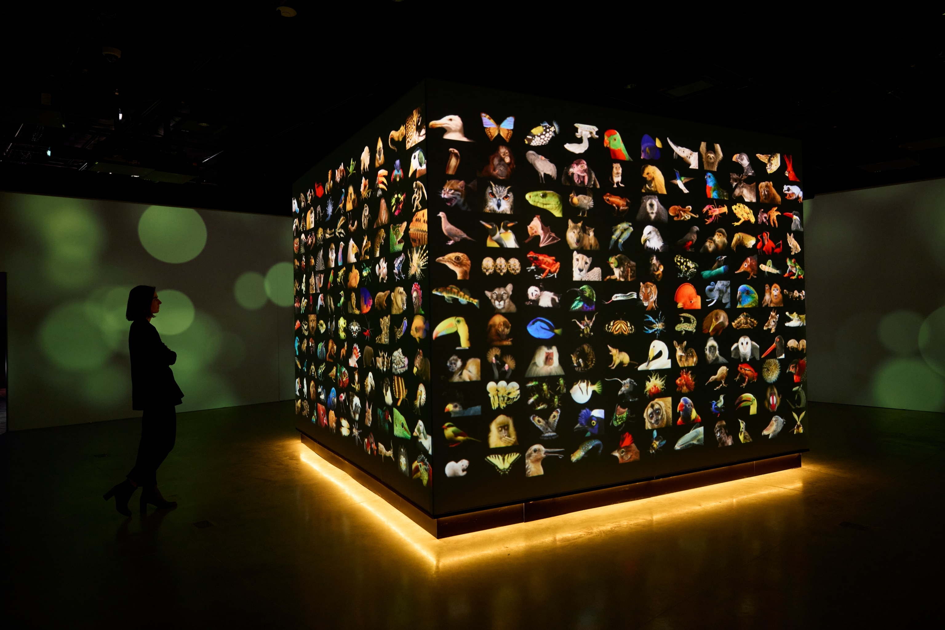 Interior shots of the new National Geographic Museum of Exploration. Exhibit "Photo Ark: Animals of Earth" features the work of photographer Joel Sartore.