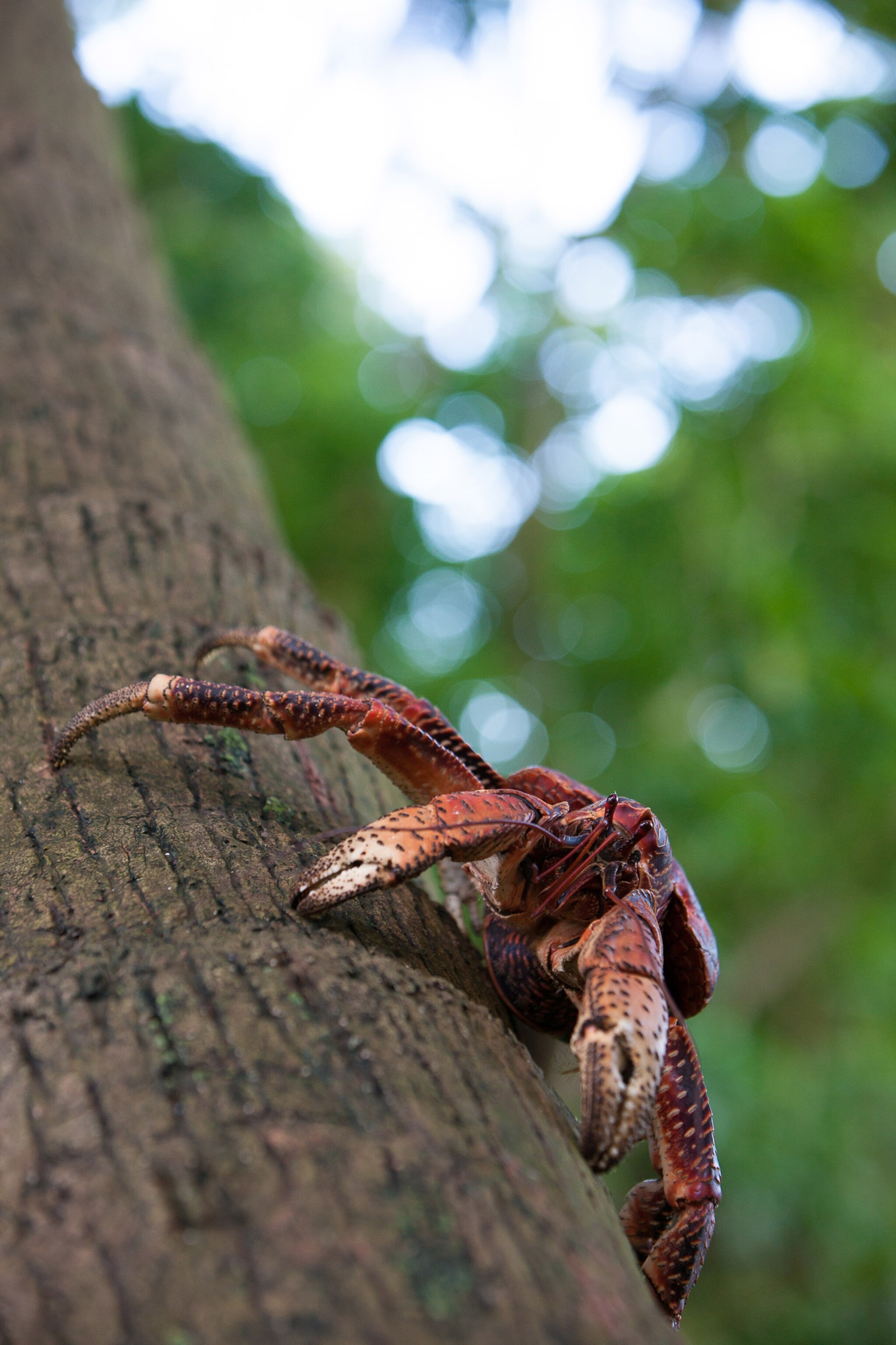 Coconut Crabs (Birgus latro) on the quarantine Sand Island, Palmyra Atoll.
