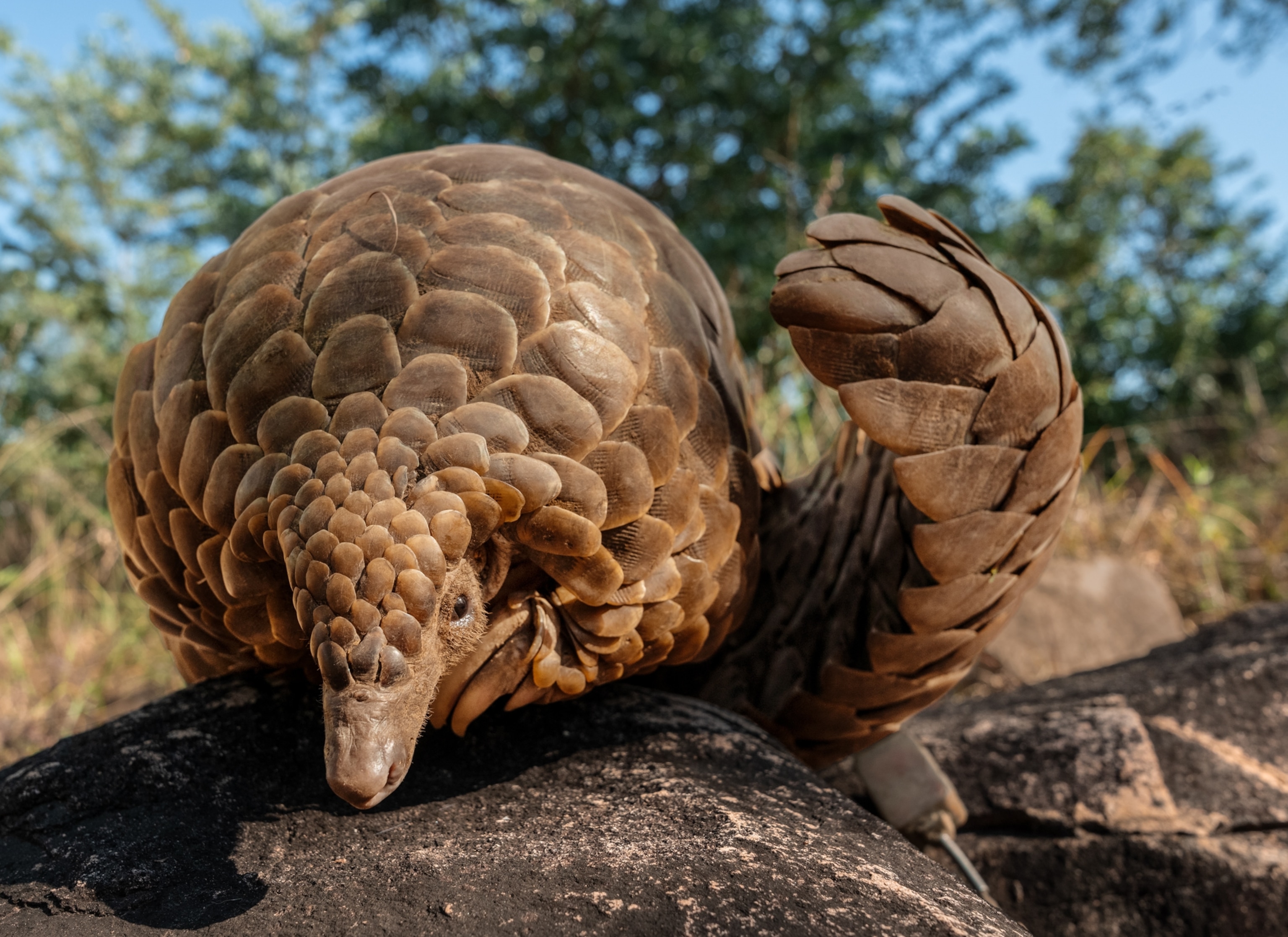 A ground pangolin stands on a rock with its tail visible to its right side and a tracker beneath it