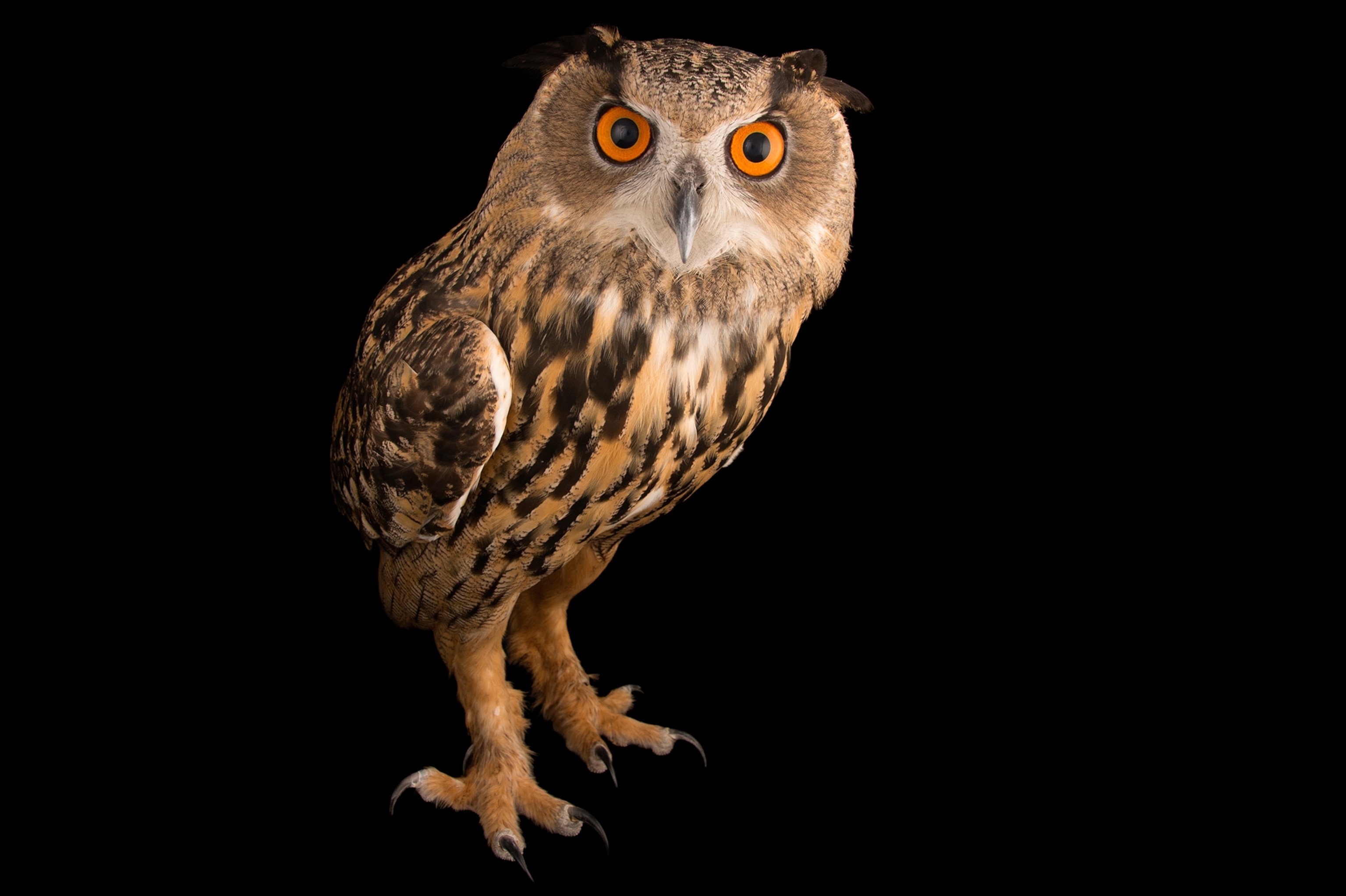 an owl