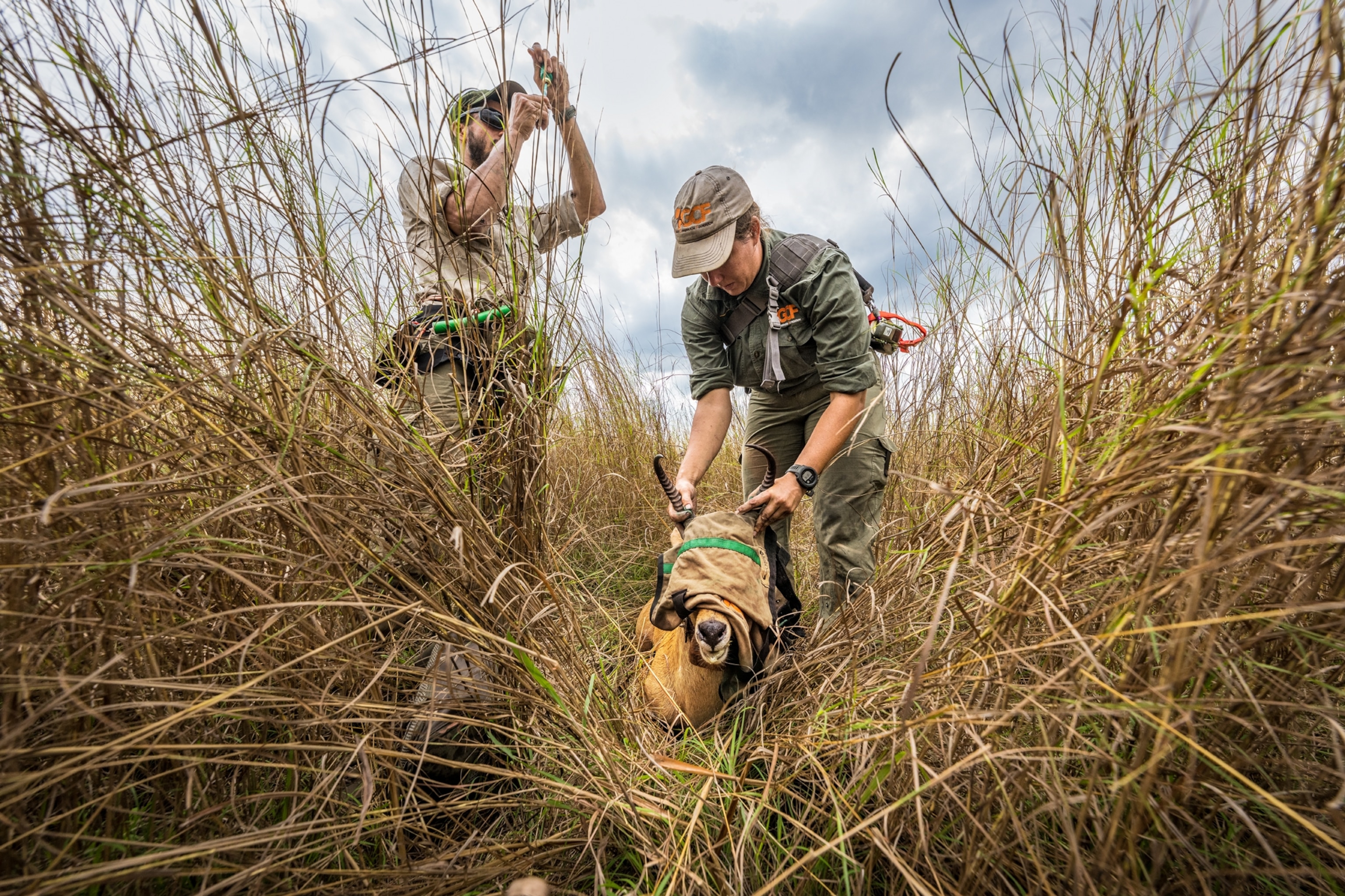 Two researches stand in tall grass with a reedbuck that has a covering over its eyes.