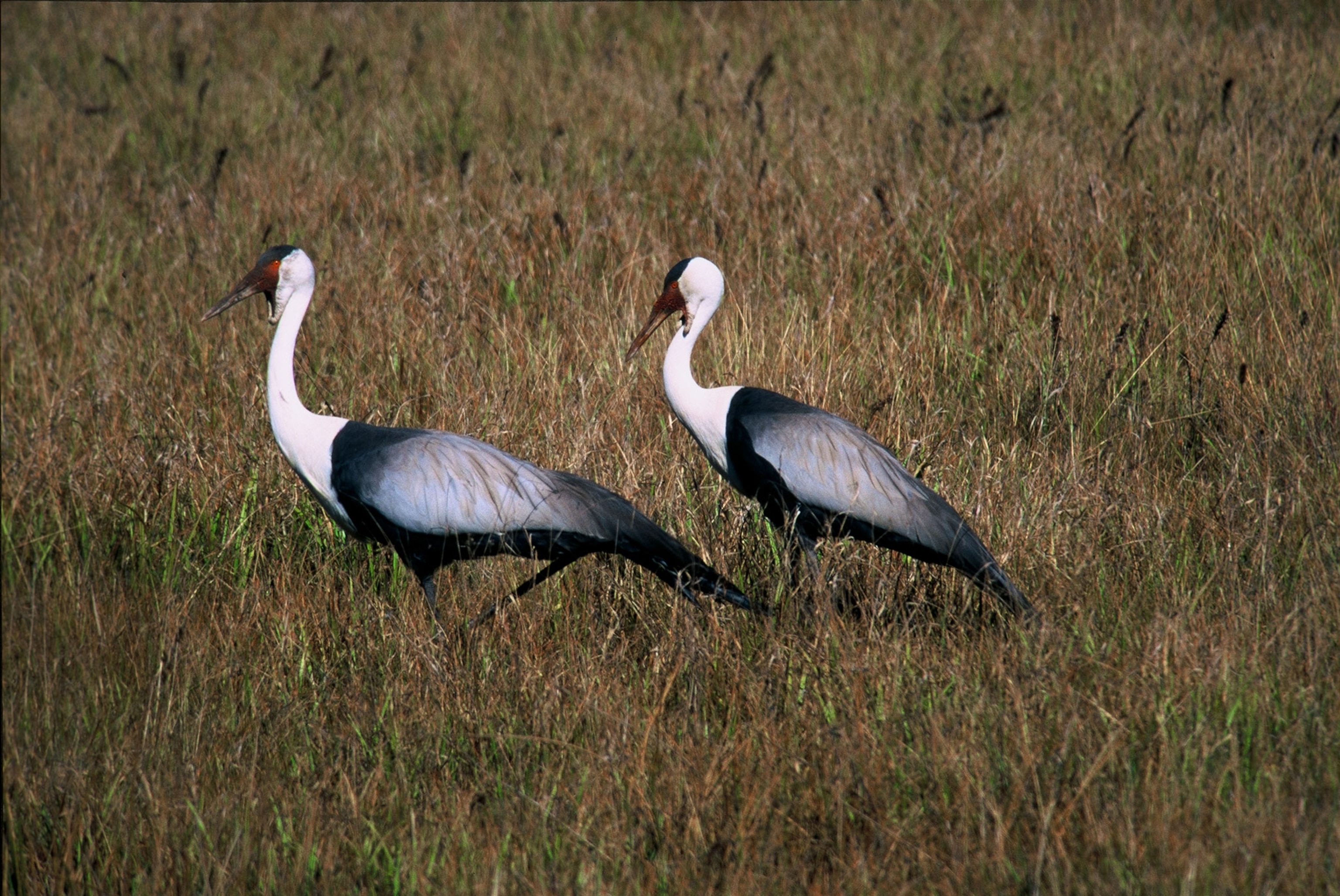 two wattled cranes