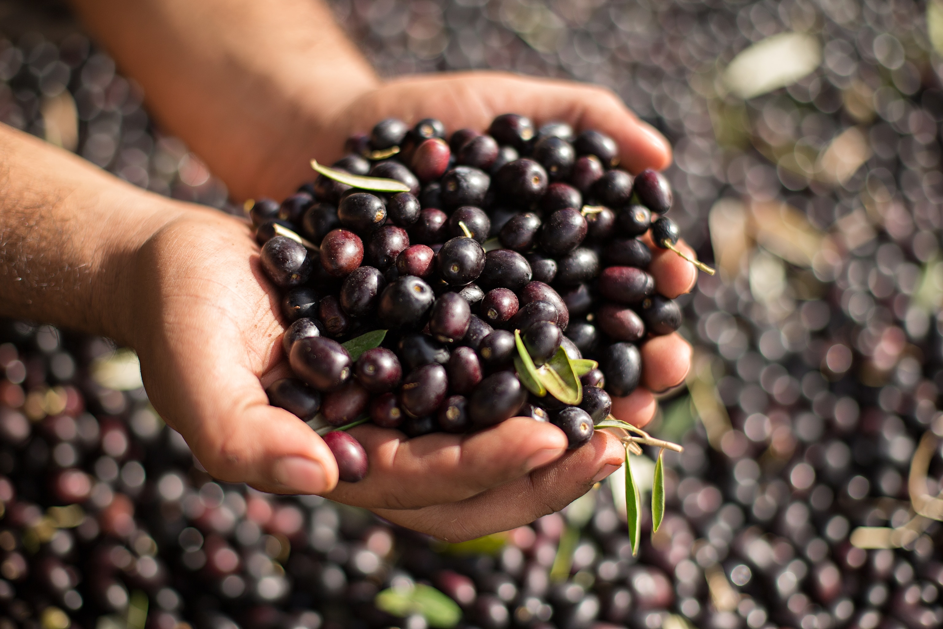 olives harvested by hand for DaVero Farms & Winery in the Dry Creek Valley, California