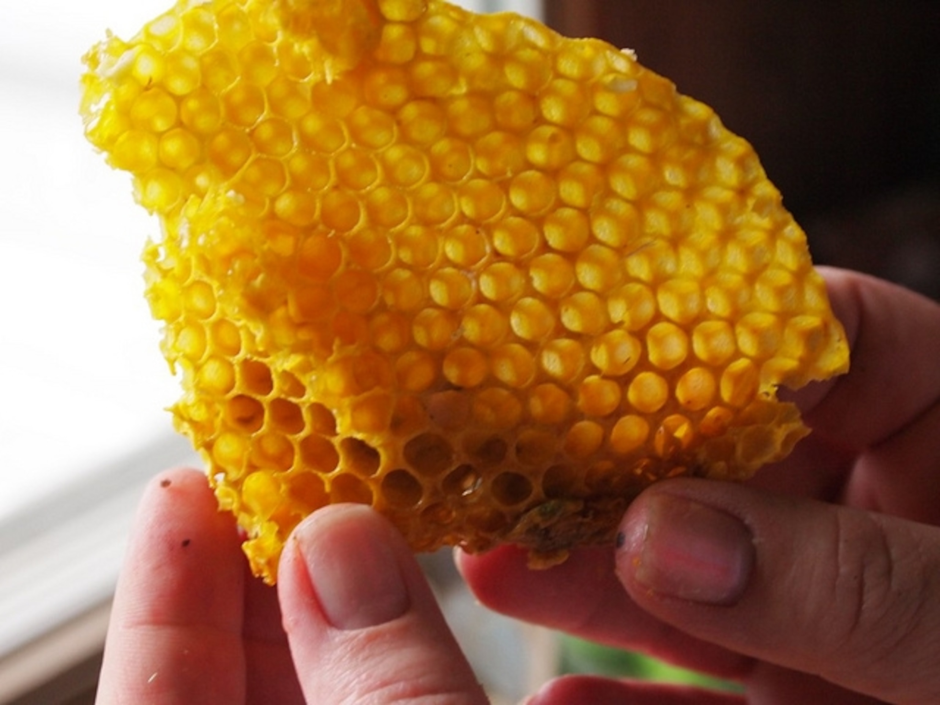 honeycomb.