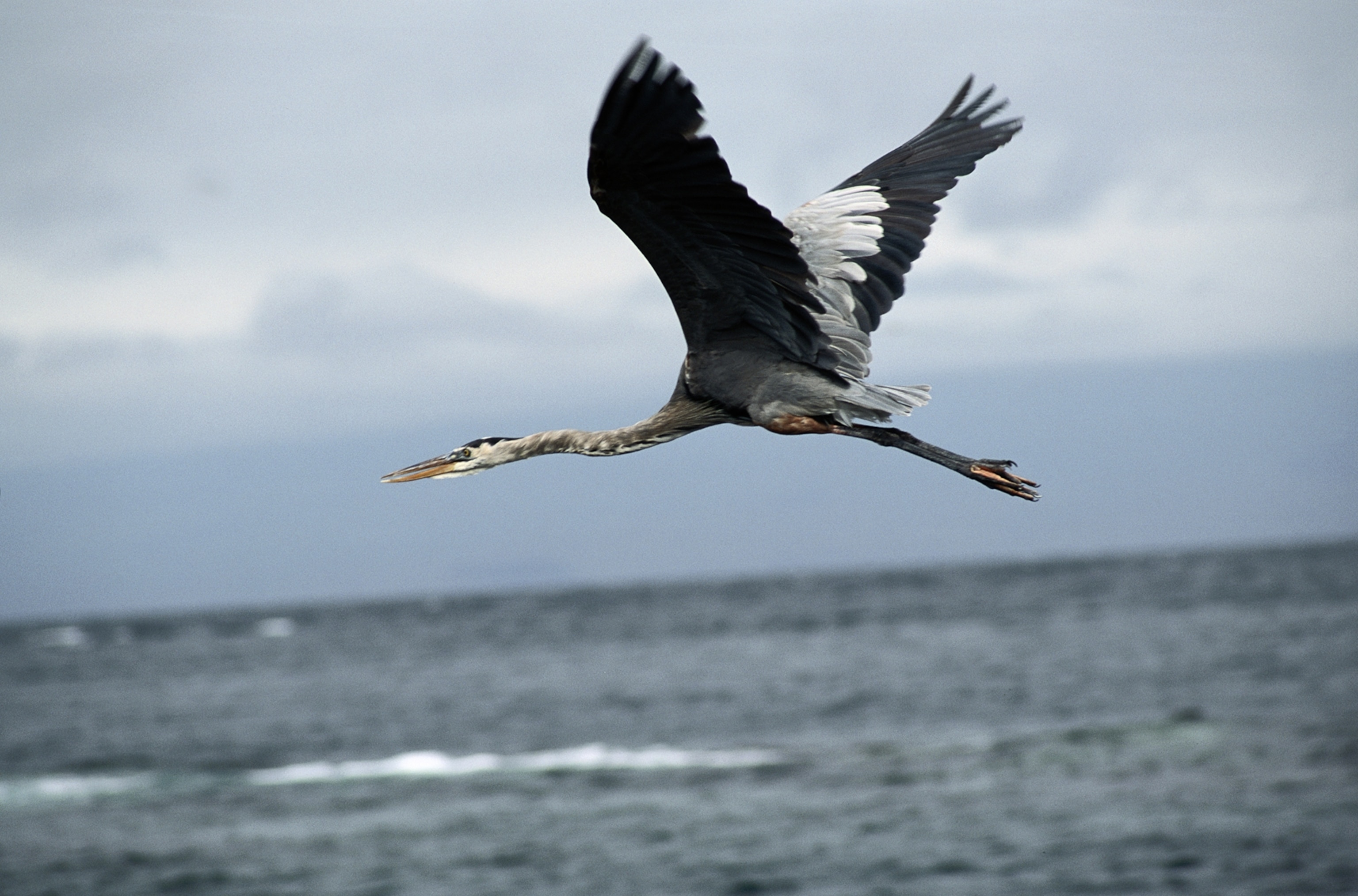 great blue heron