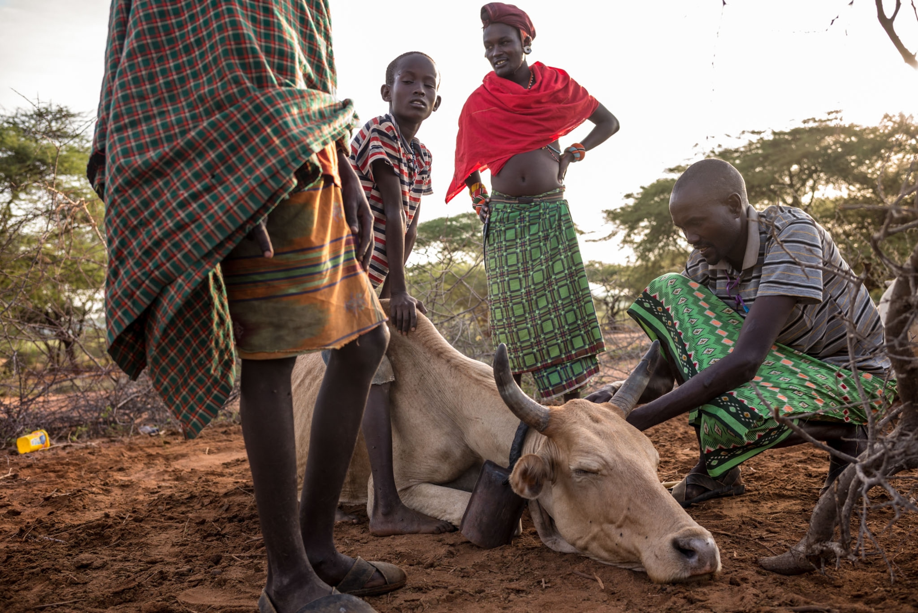 a samburu warrior working with cattle