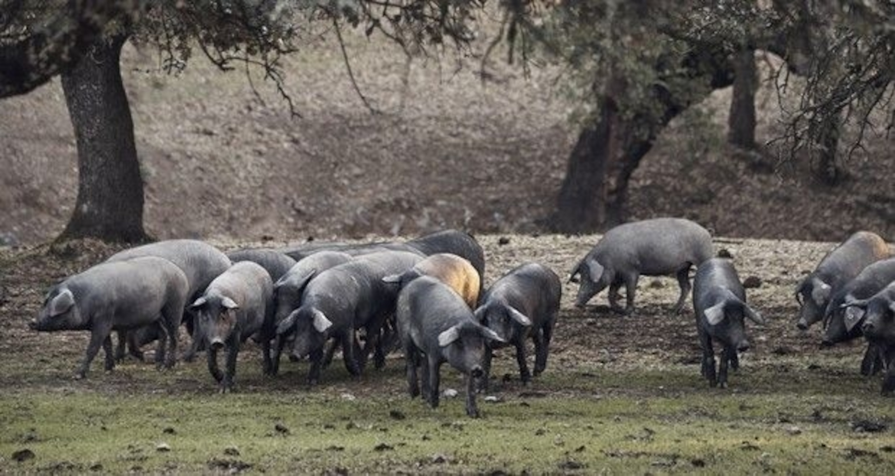 Black Iberian pigs