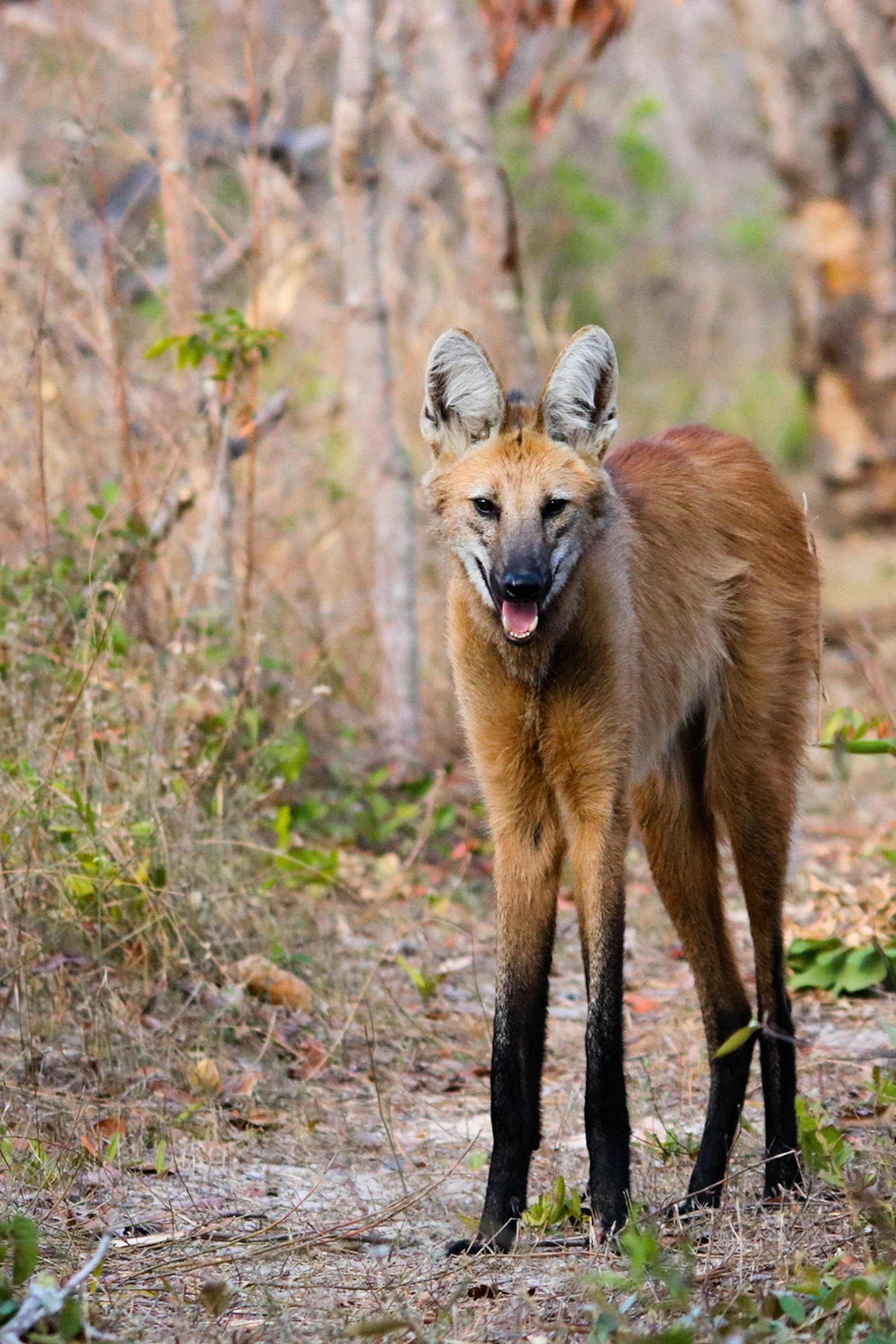 A wild portrait of a maned wolf with perked-up ears on a path through dry bushes.