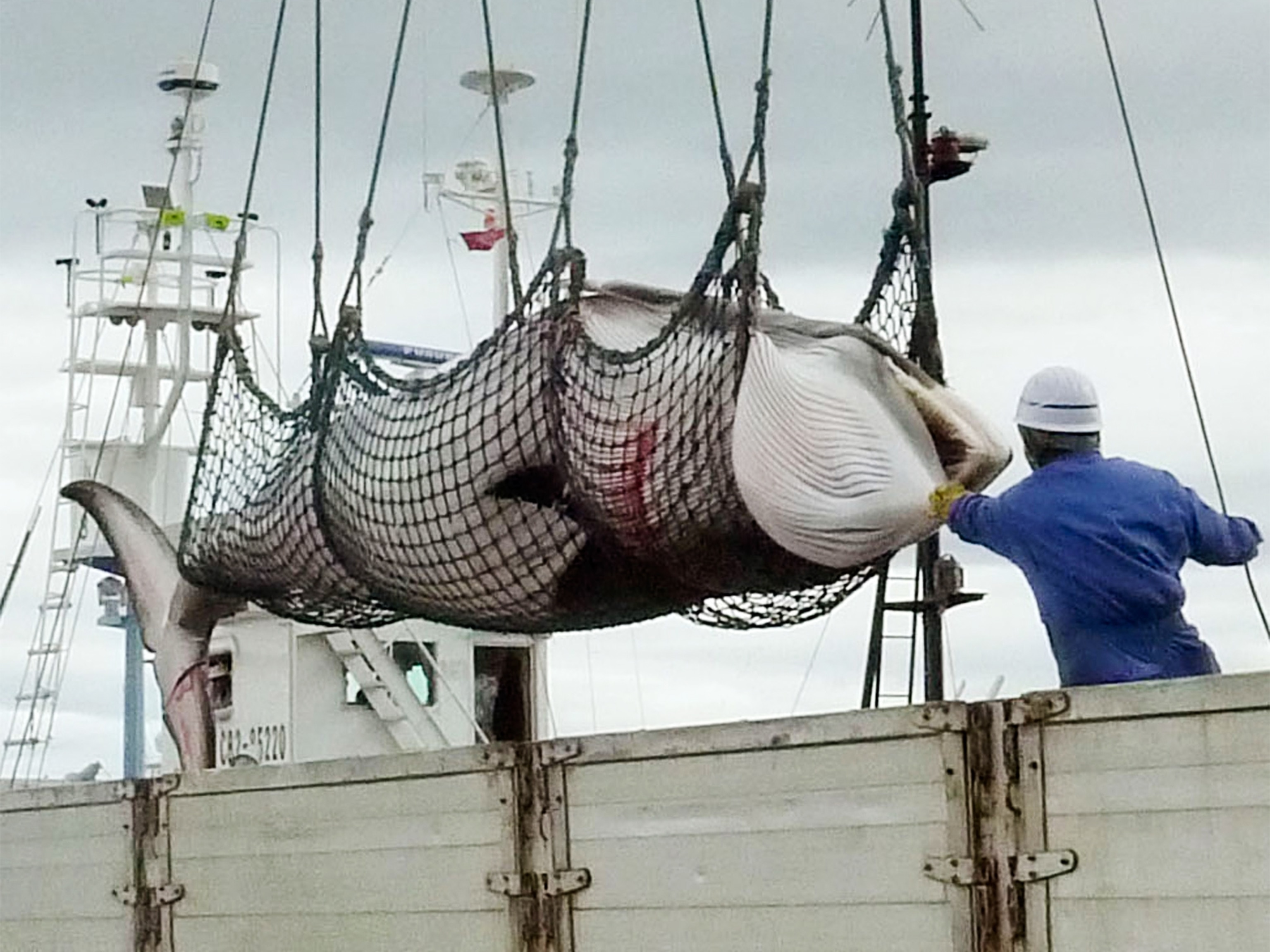 a minke whale being hauled onto a Japanese fishing vessel.