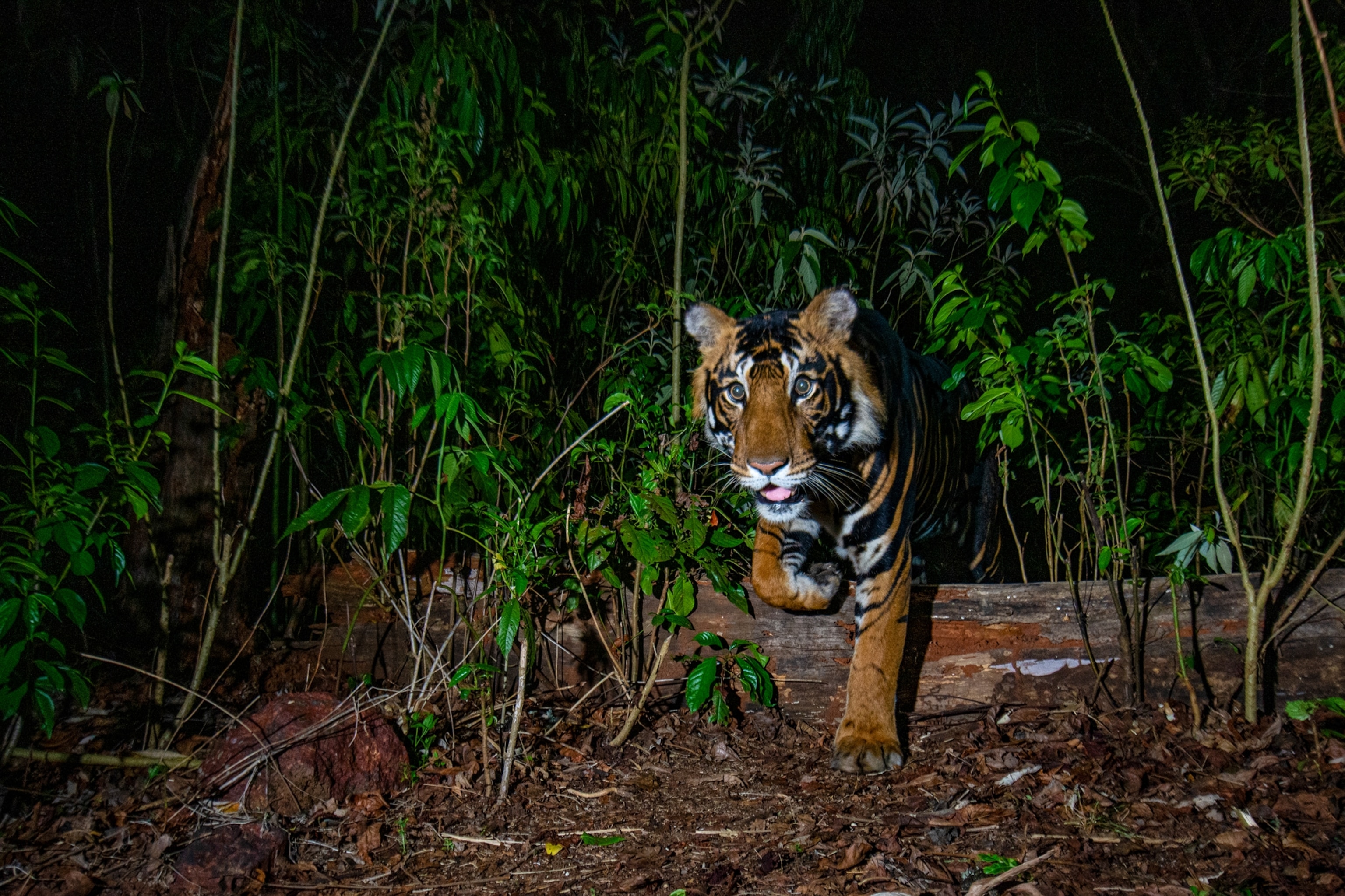 The face of a tiger walking through the forest is lit up by a camera light