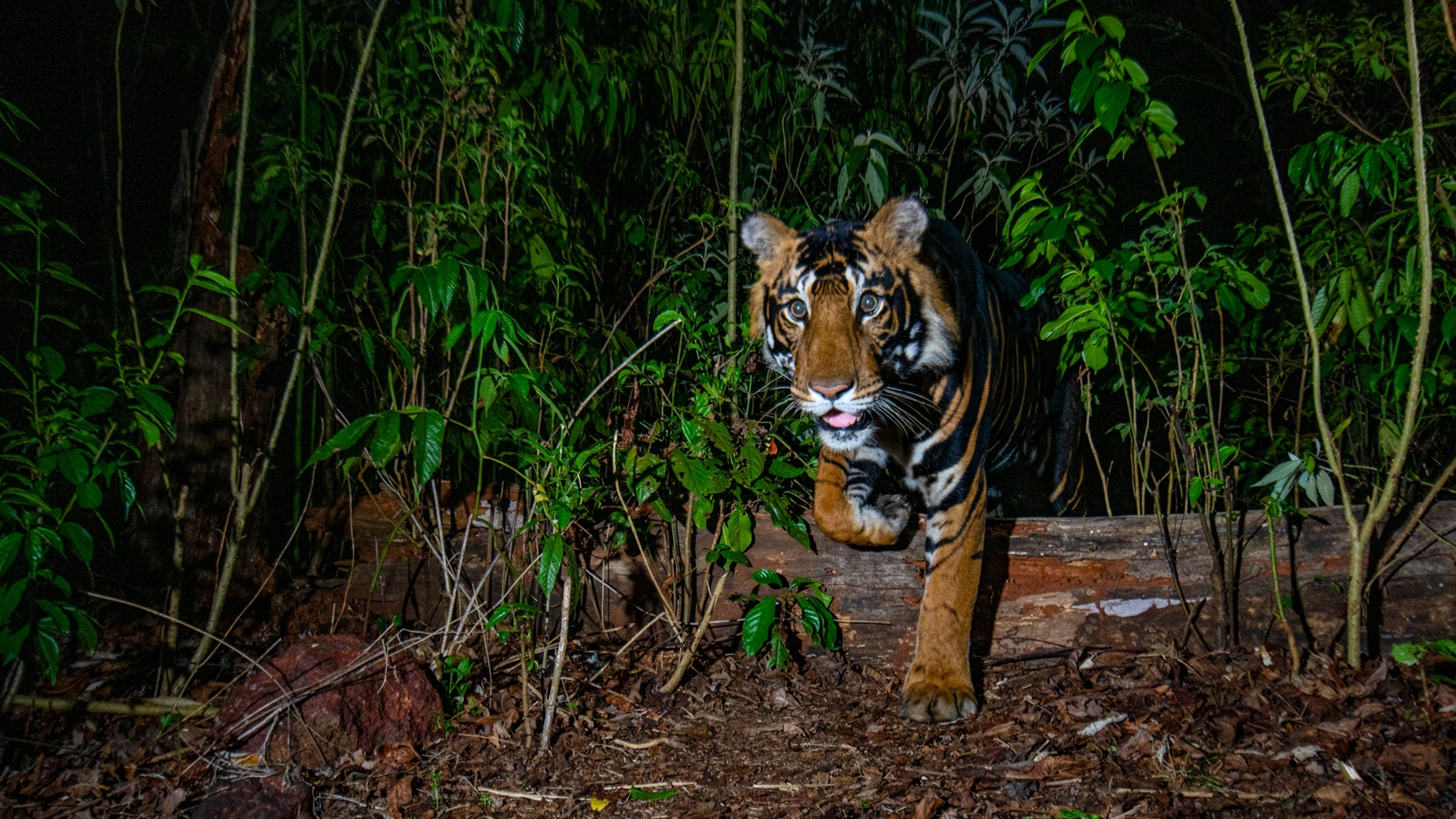 How I tracked a tiger for 120 days to get the perfect National