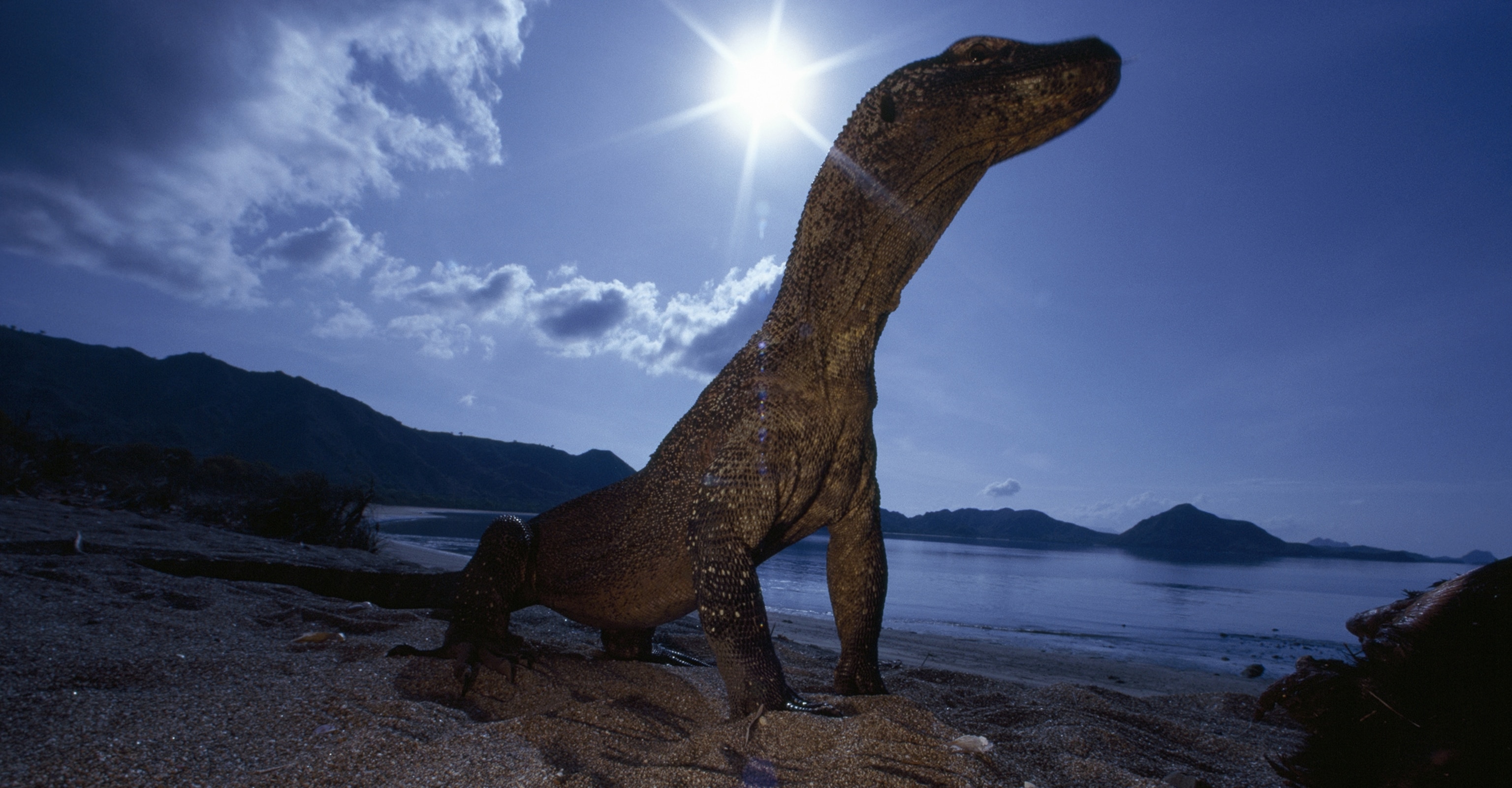 Komodo Dragon