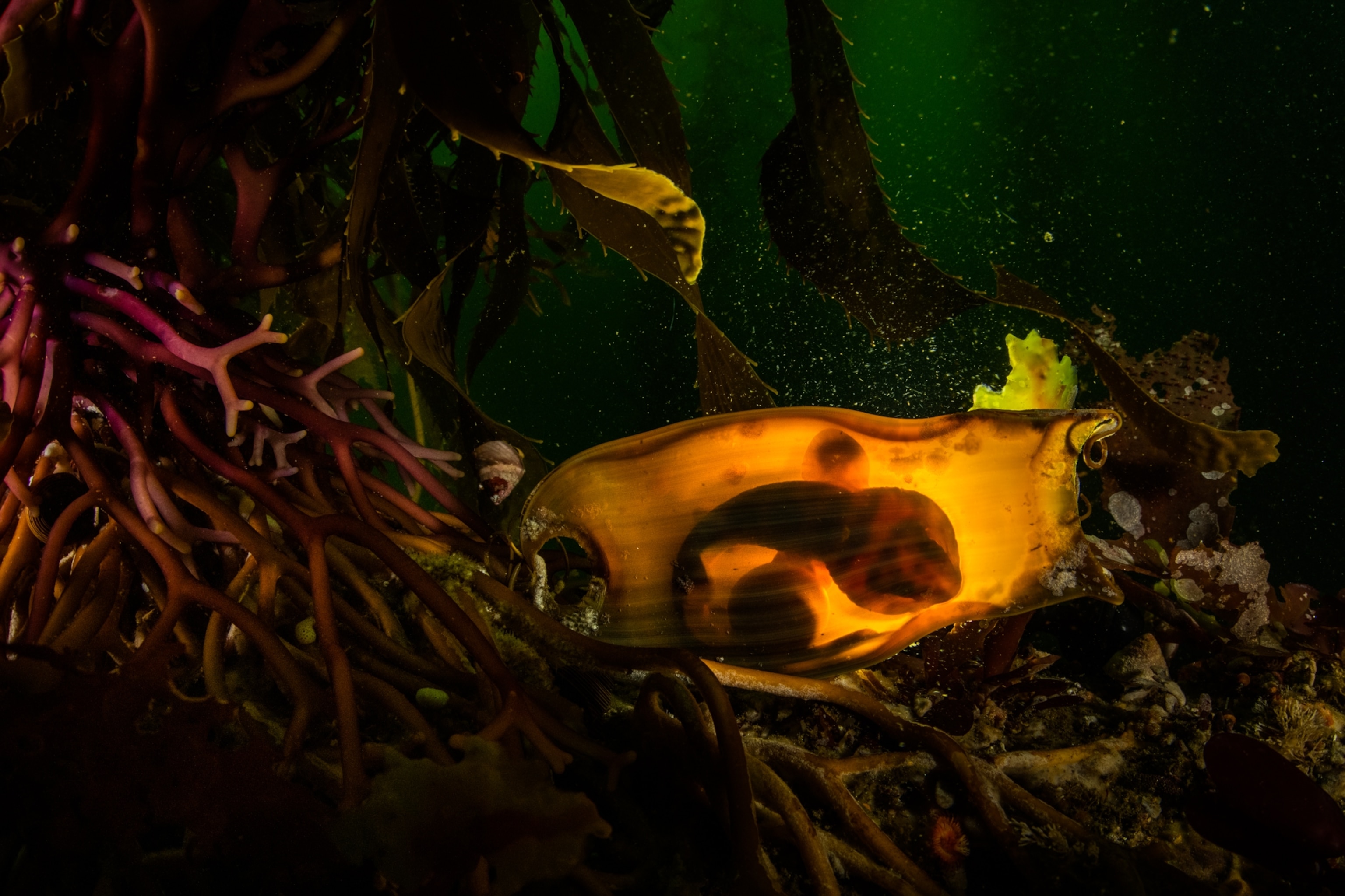 A shark is illuminated in its egg underwater.