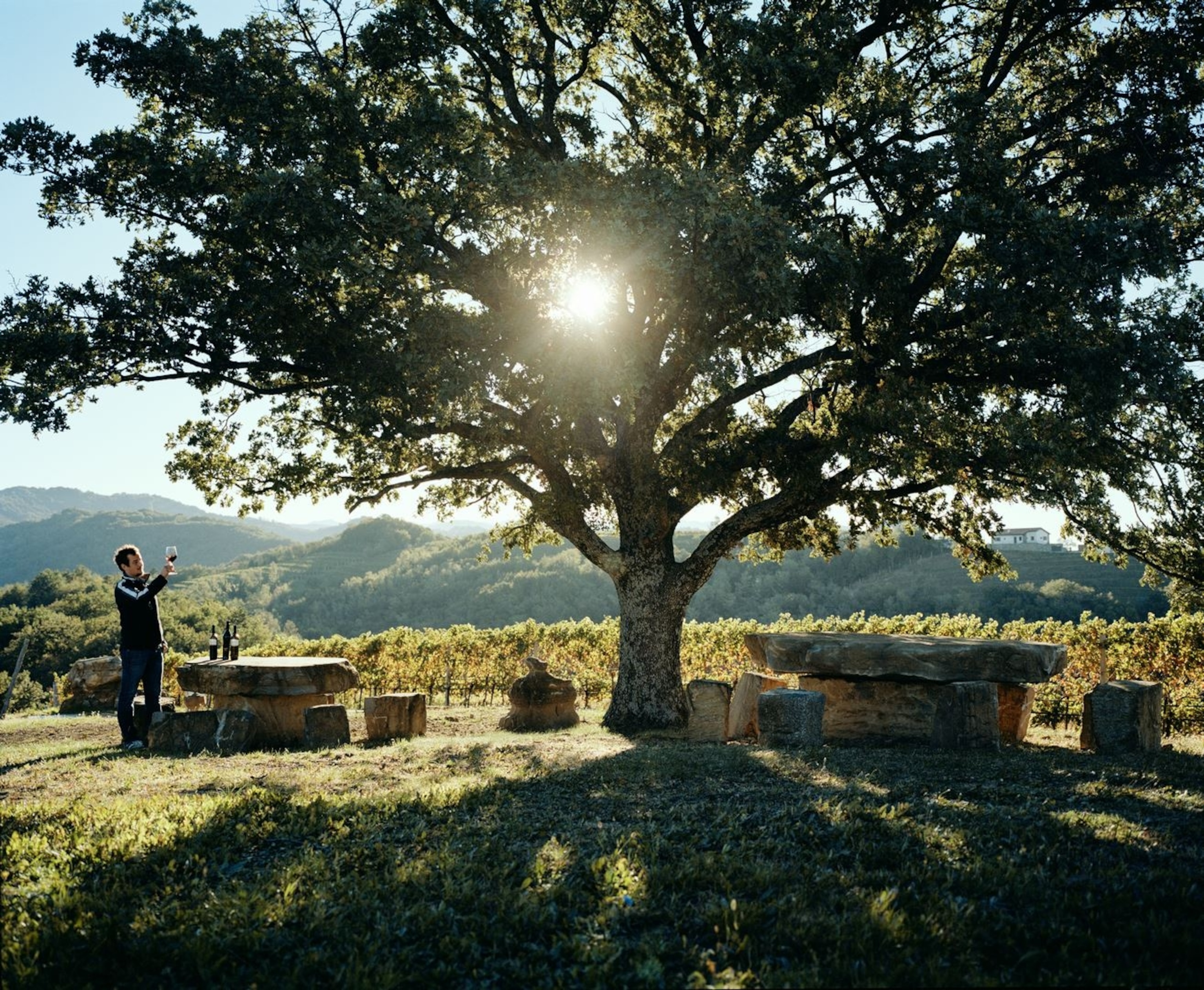 Vineyard in Goriška Brda, Slovenia